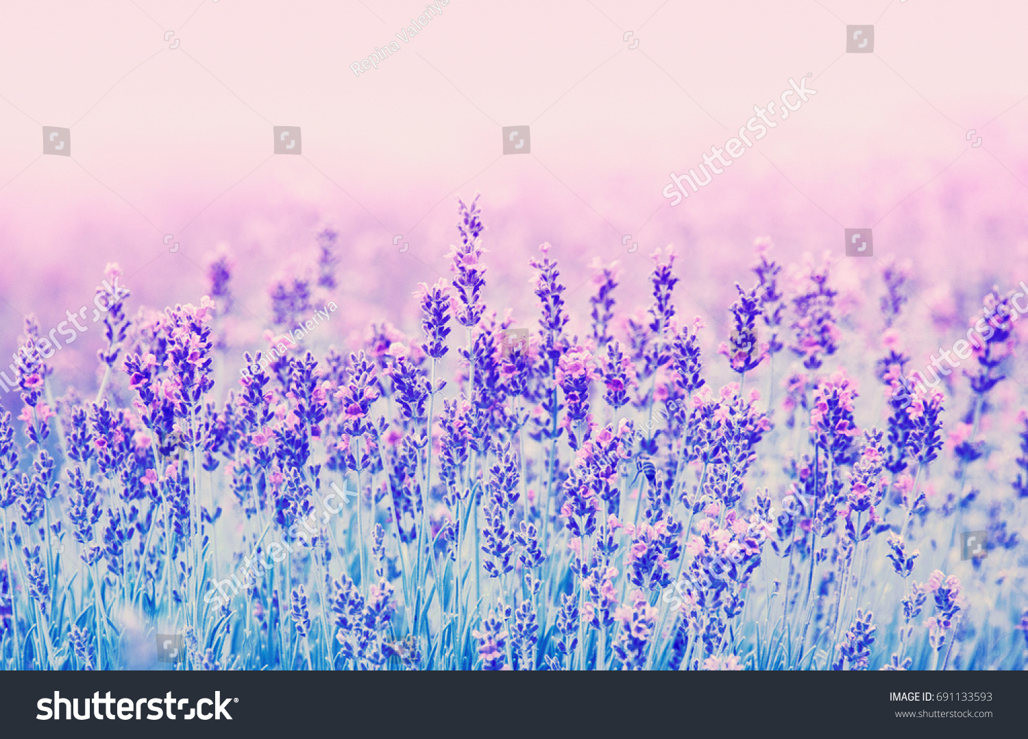 Violet Lavender Field Close Up Lavender Stock Photo 691133593