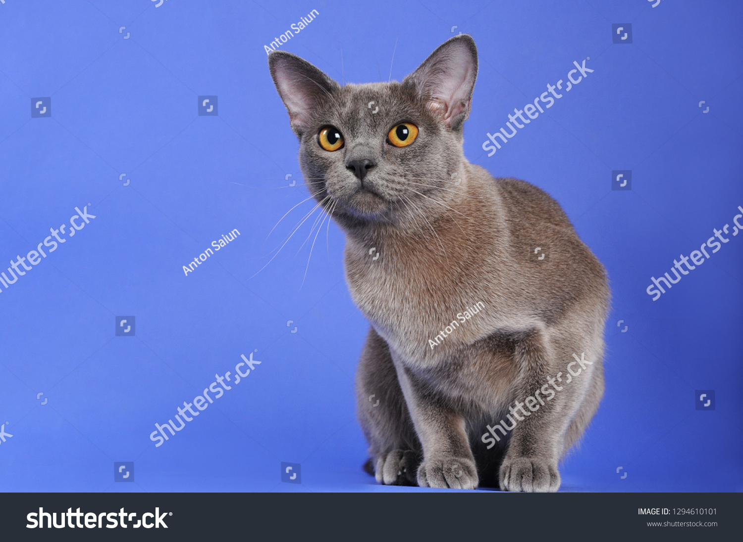 Violet Purebred Burmese Cat On Blue Stock Photo Edit Now 1294610101