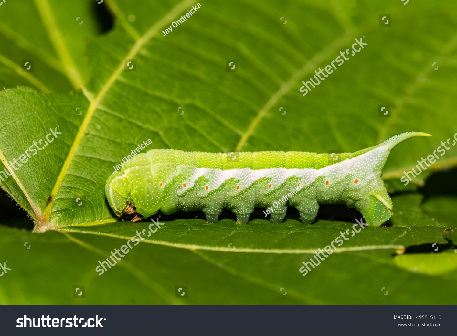 Virginia Creeper Sphinx Caterpillar Darapsa Myron の写真素材 今すぐ編集