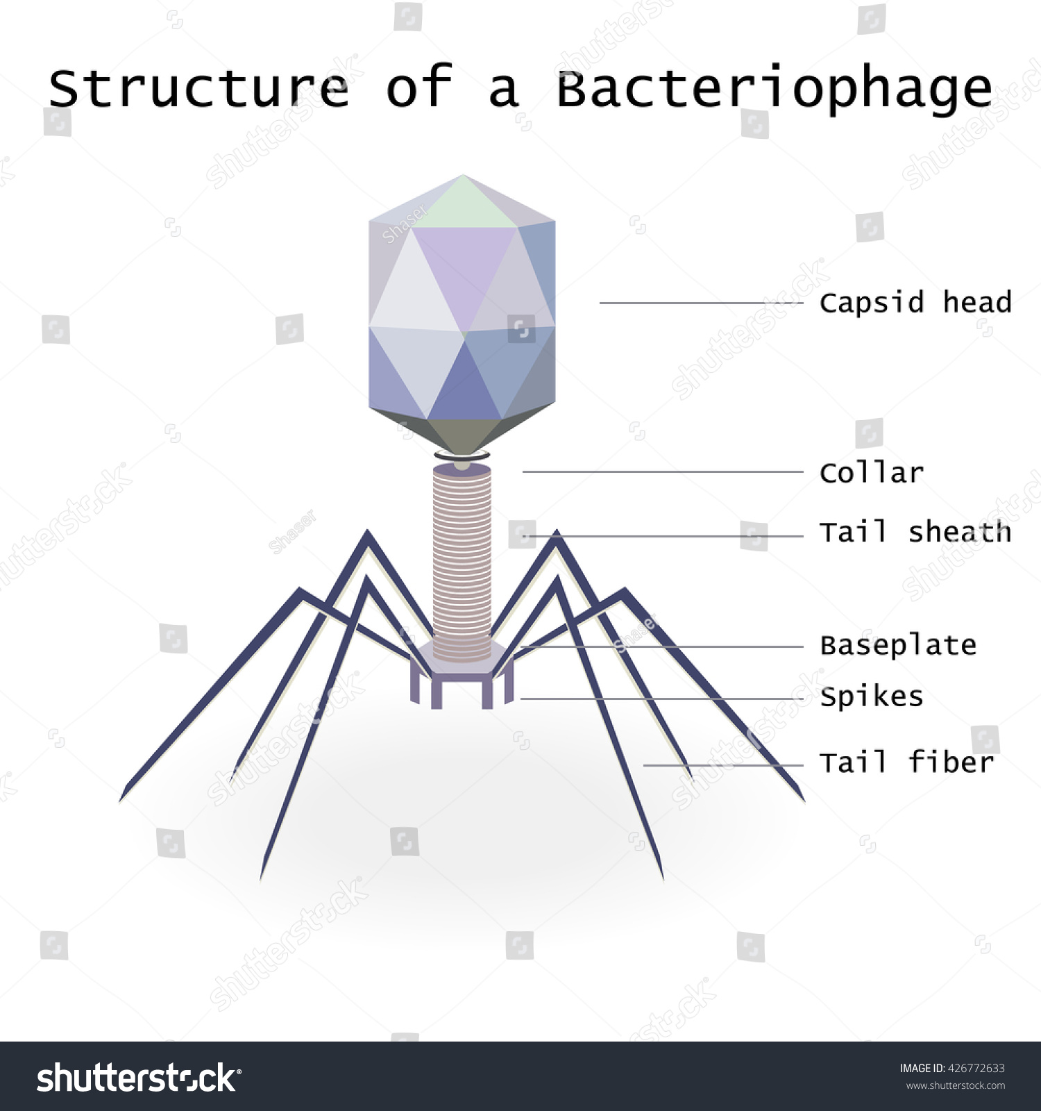 Virus Bacteriophage Structure Model On White Stock Illustration ...