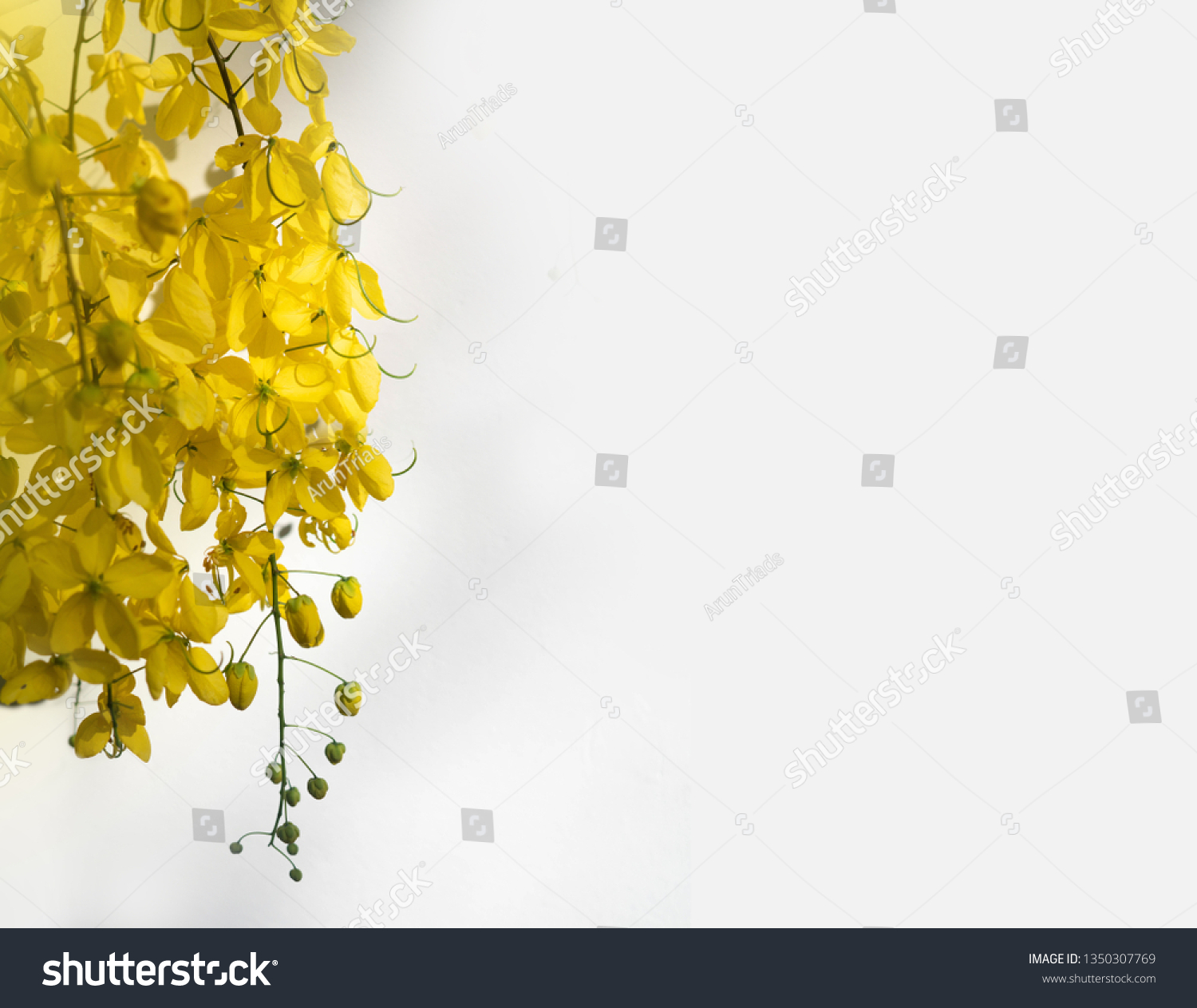 Vishu Kanikonna White Background Stock Photo 1350307769 | Shutterstock