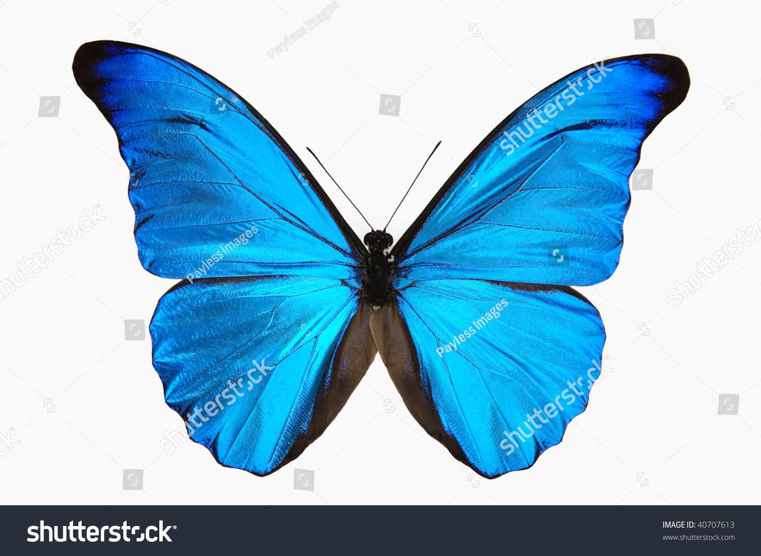 Vivid Blue Morphy Butterfly White Background Stock Photo (Edit Now ...