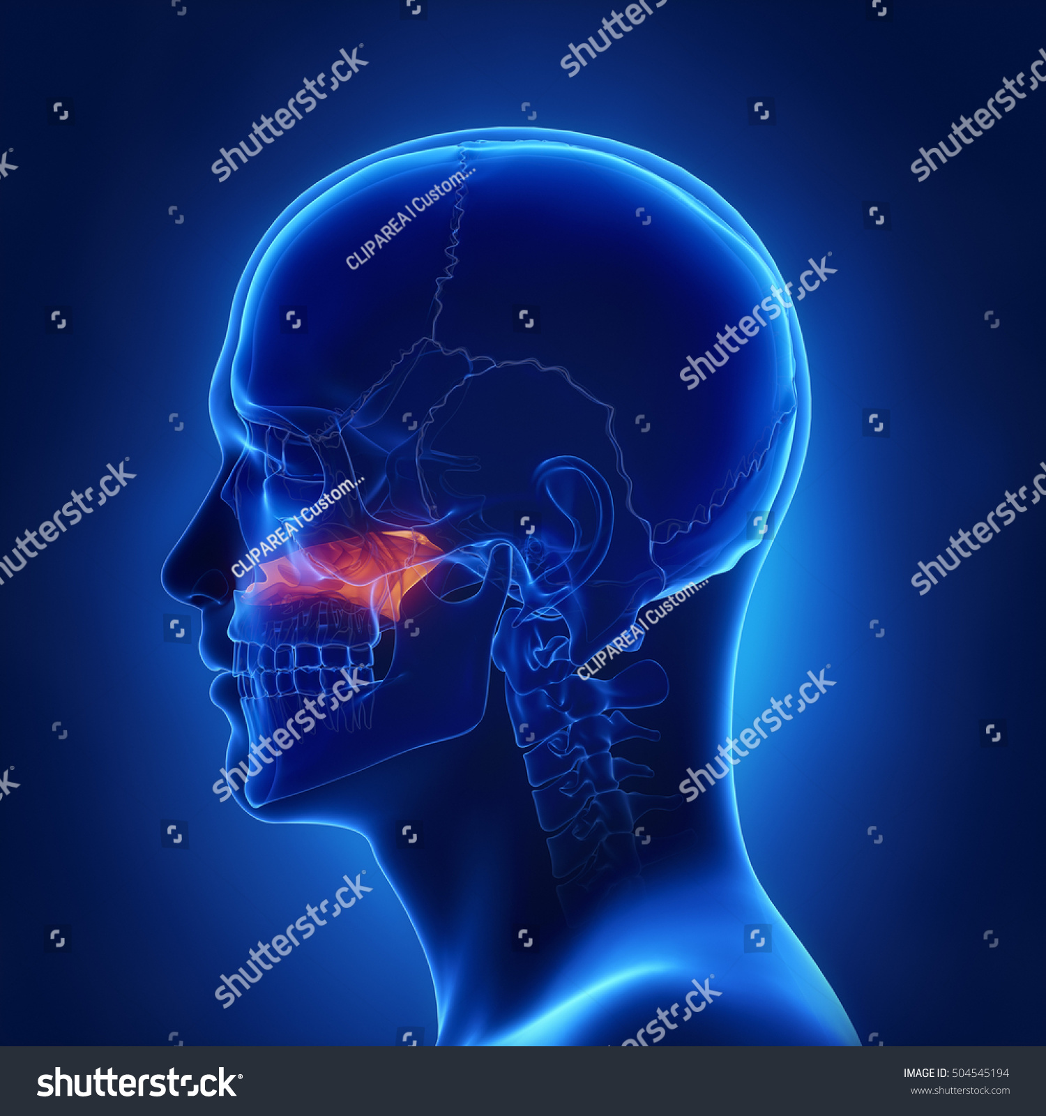 Vomer Bone Lateral View 3d Illustration Stock Illustration 504545194