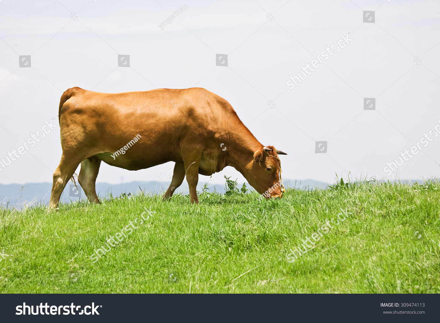 Wagyu Shorthorn Cattle Japan Internationally Recognized Stock Photo ...