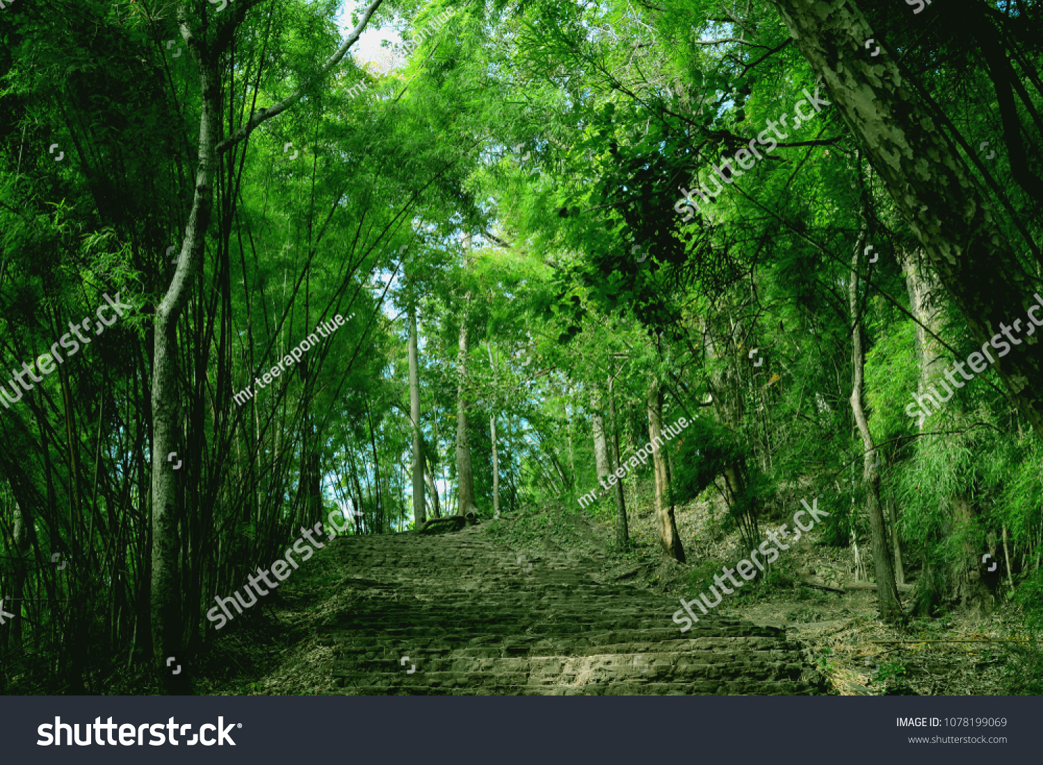 Walking Lush Jungle Abundance Trees Symbolizes Stock Photo Edit