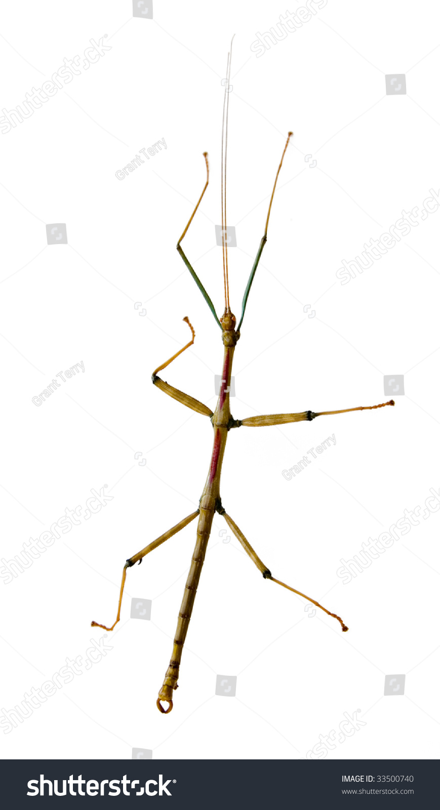 Walking Stick Insect Stock Photo 33500740 - Shutterstock