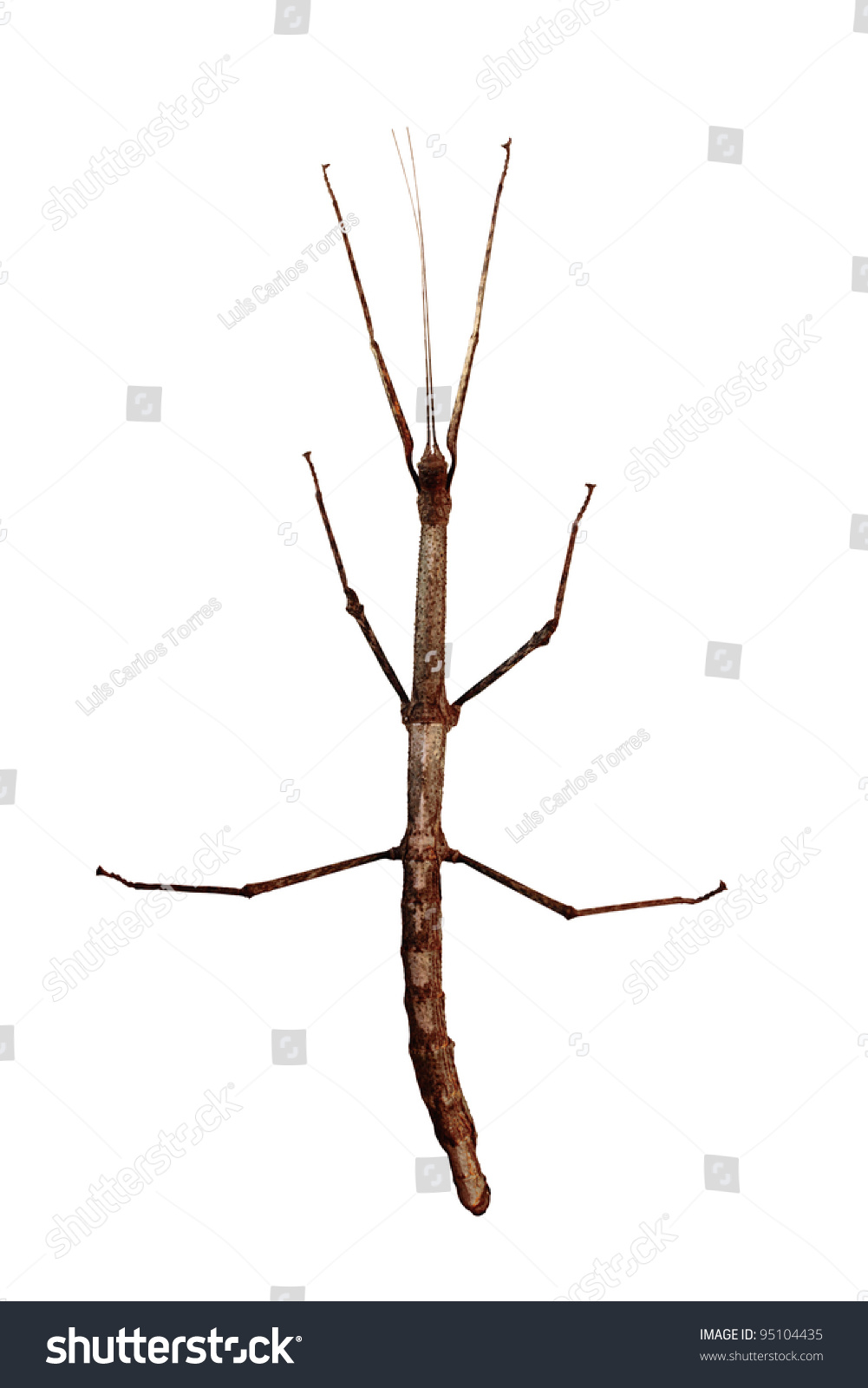 Walking Stick (Phasmatodea) Top View Isolated On White Background Stock ...