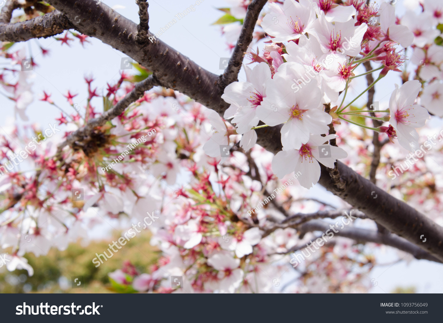 Wallpaper Background White Sakura Flowers Stock Photo 1093756049 ...