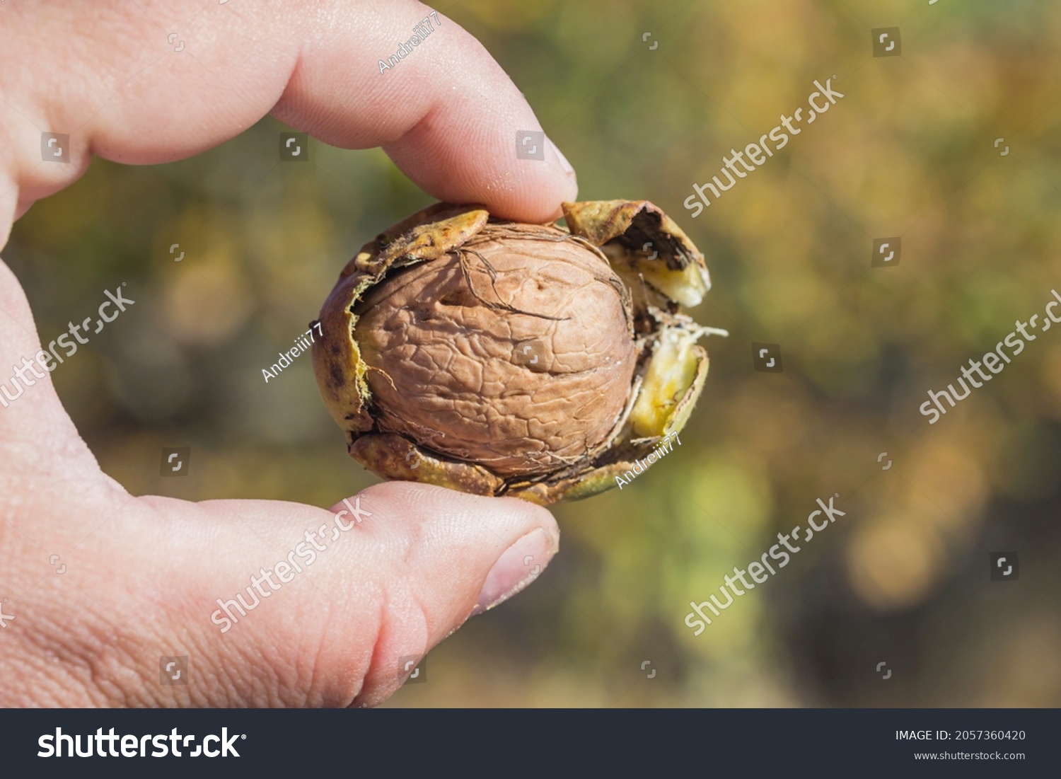 walnut-green-skin-between-toes-closeup-stock-photo-edit-now-2057360420