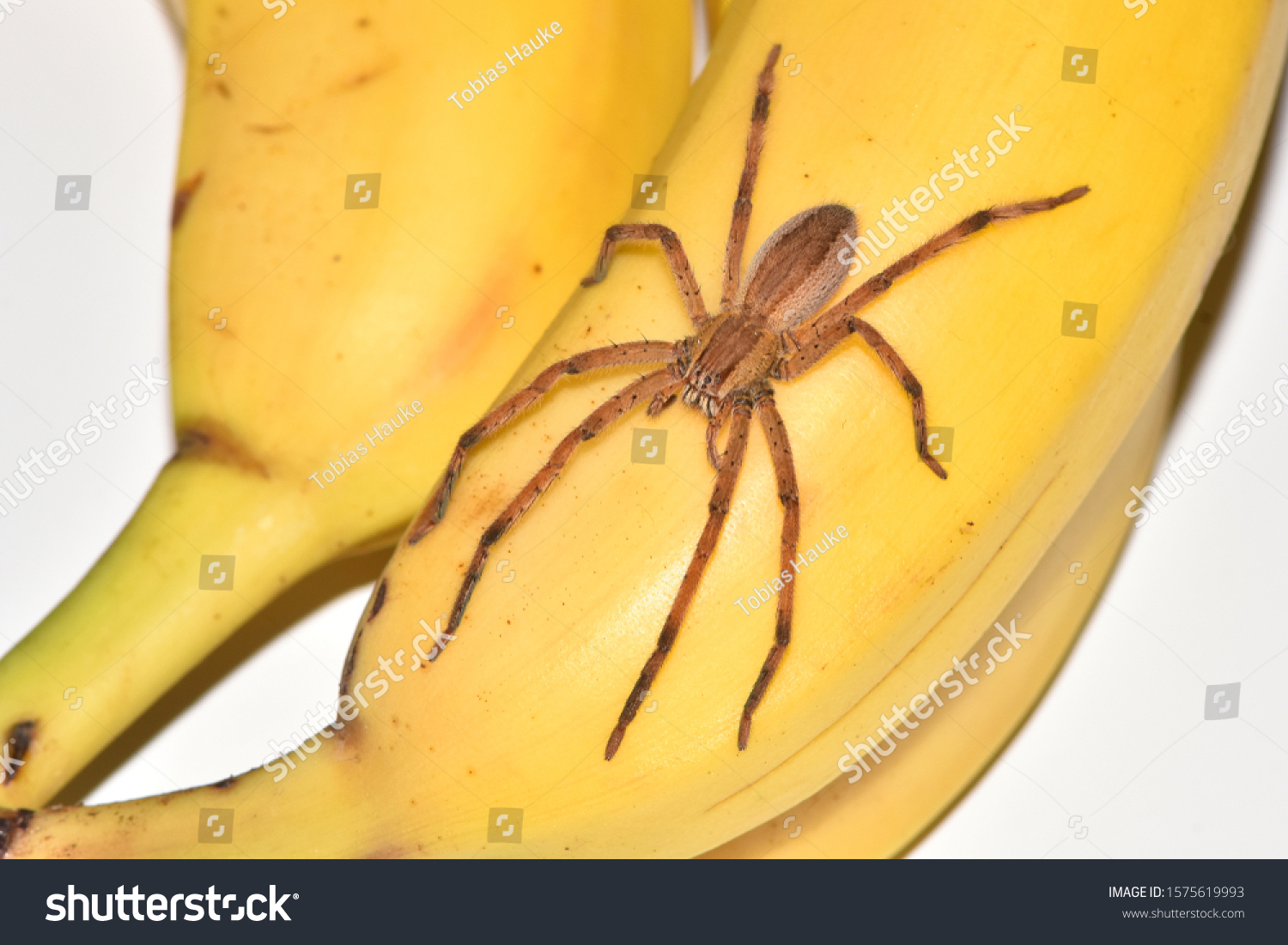 Wandering Spider Cupiennius Getazi On Banana の写真素材 今すぐ編集