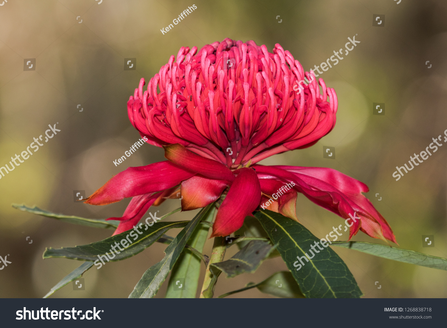 Waratah Australian Native Plant Stock Photo 1268838718 Shutterstock