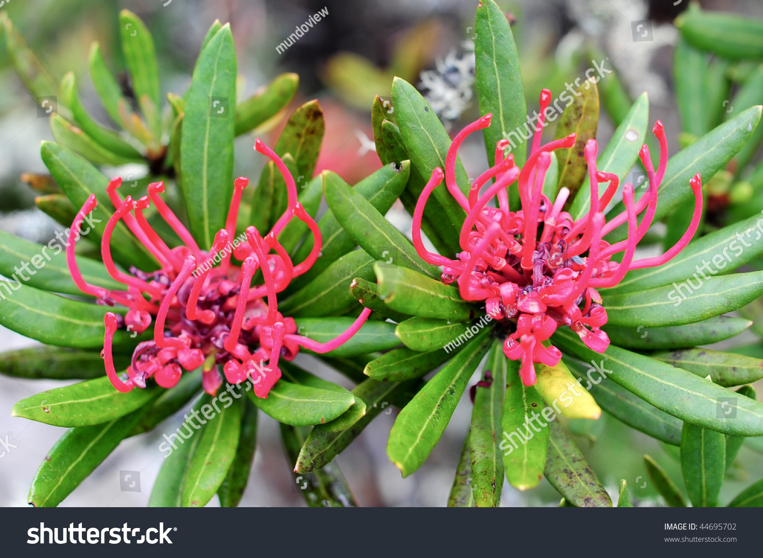 Waratah Flower At Mt Wellington, Hobart, Tasmania Stock Photo 44695702 ...