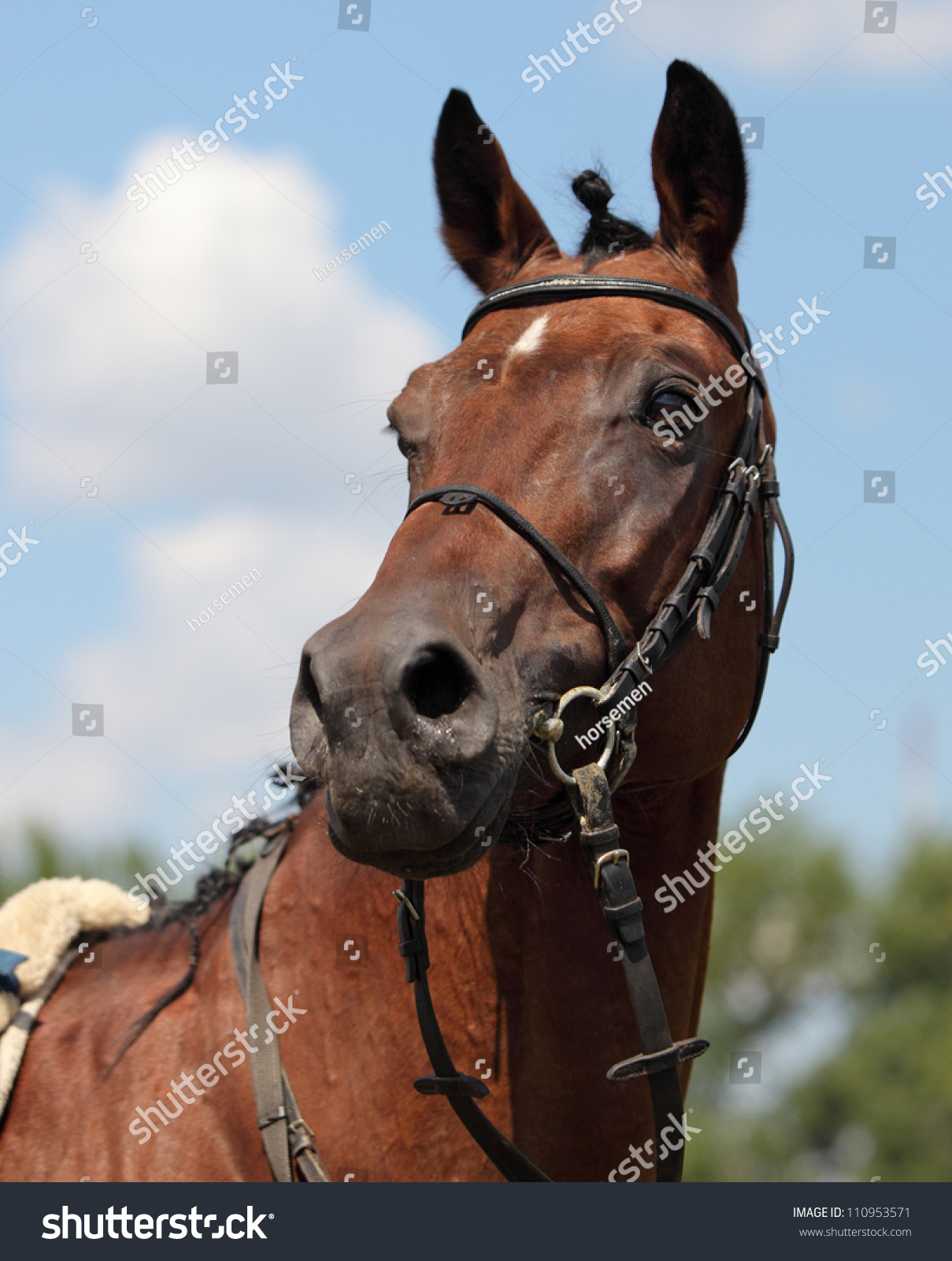 Warmblood Chestnut Stallion Portrait On Sky Stock Photo (Edit Now ...