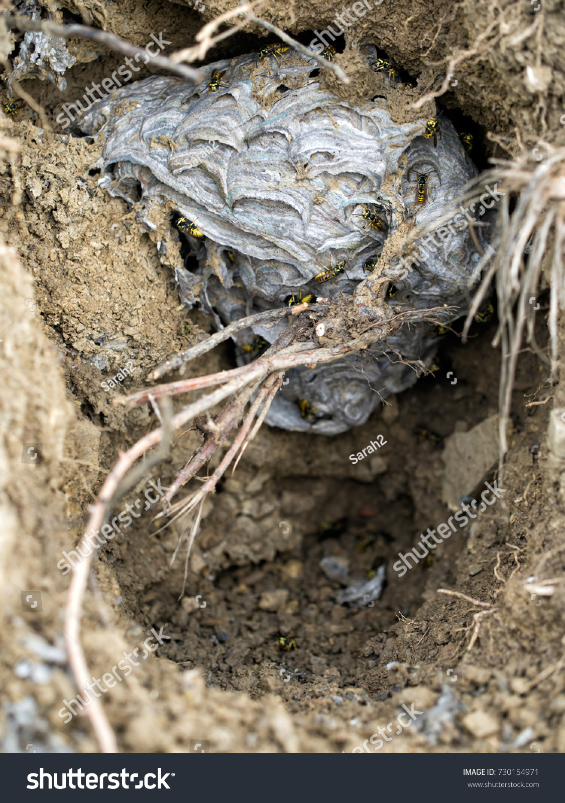 Wasp Nest Vespula Germanica Dark Underground Stock Photo Edit Now