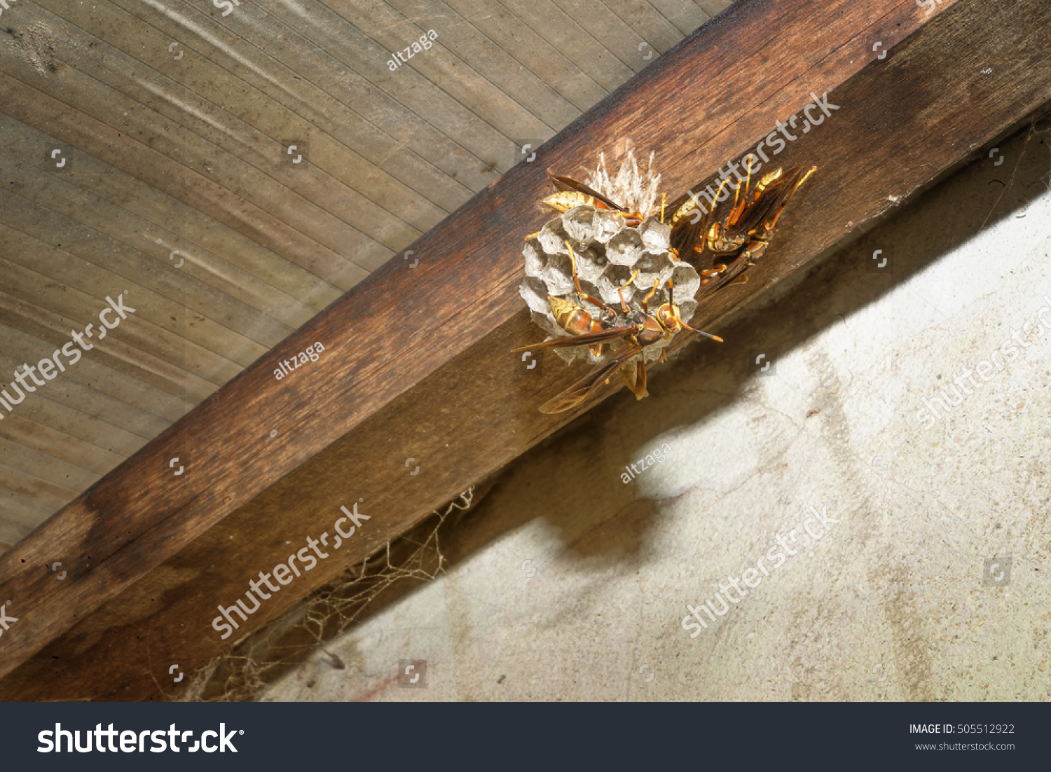 Wasp Nest On Ceiling Stock Photo Edit Now 505512922