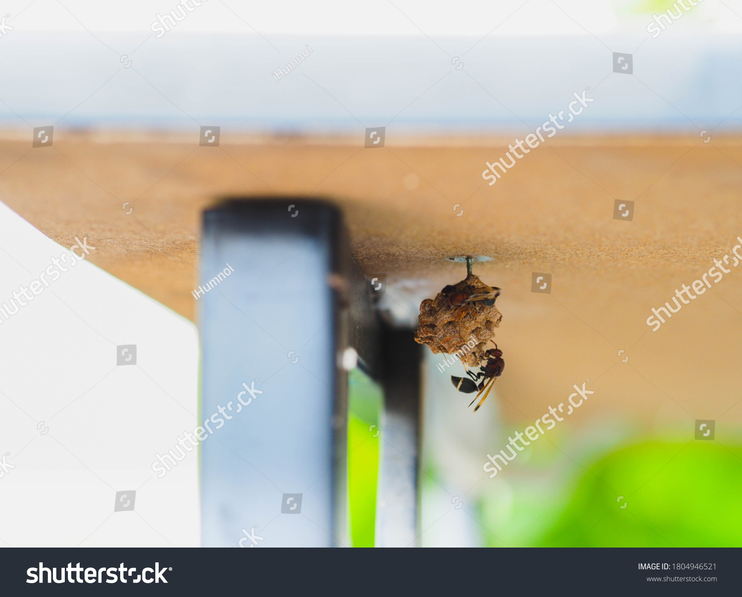 Wasp Nest Wasps Common House Dangerous Stock Photo Edit Now 1804946521 Wasp Nest Wasps Common House Dangerous Stock Photo Edit Now 1804946521