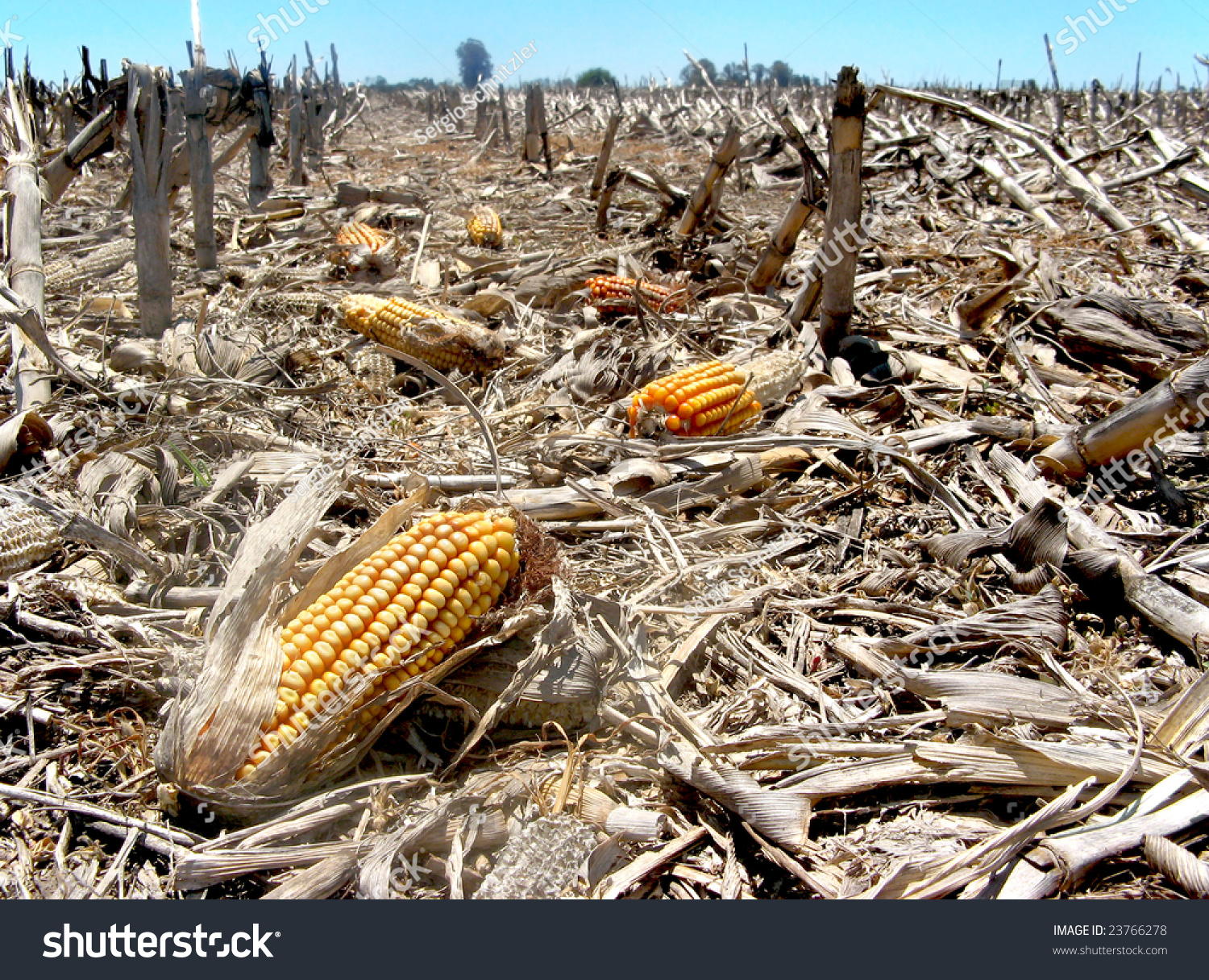 Waste Left After Harvest And Some Corn Cobs Left Behind In The Field ...