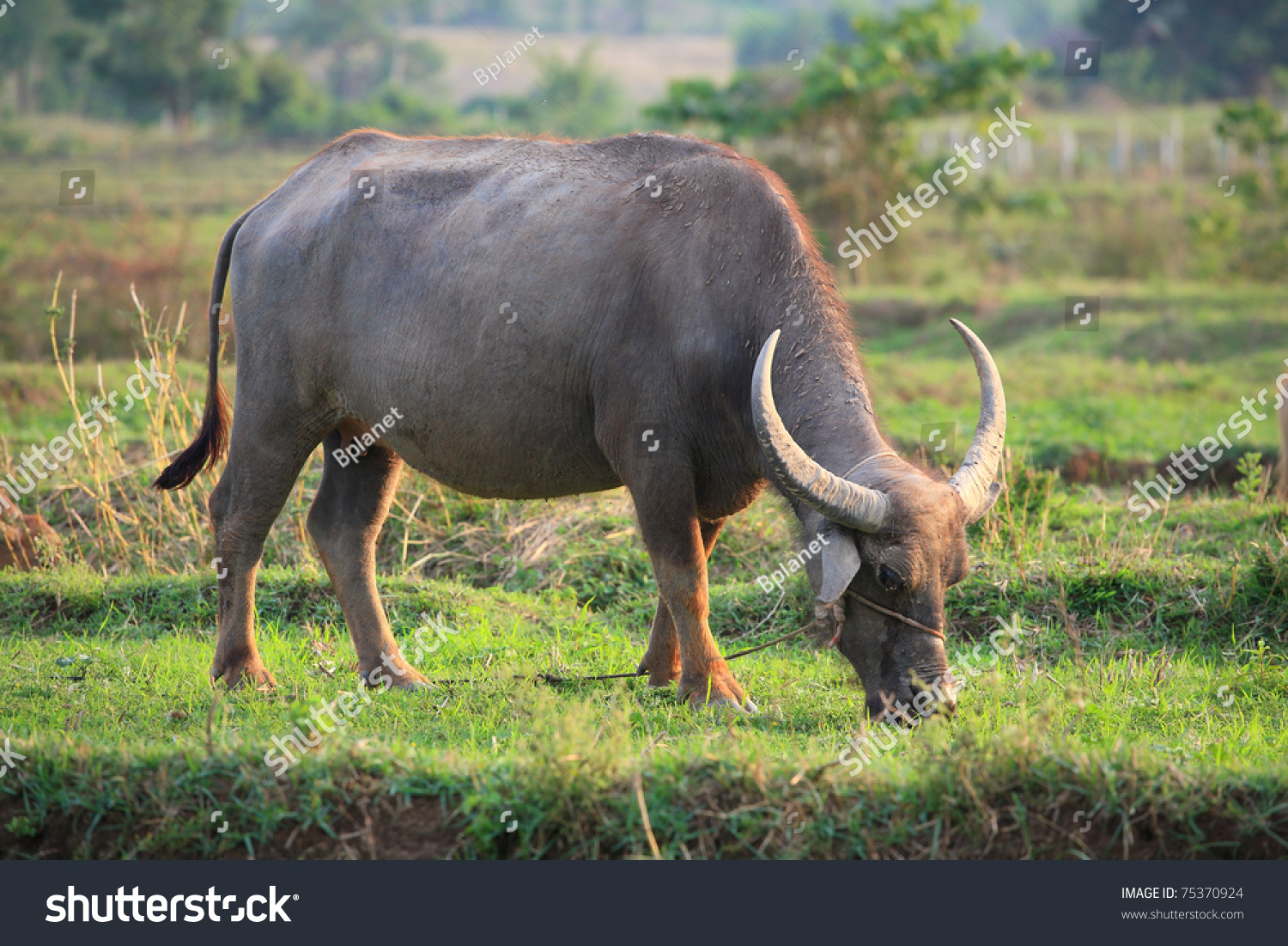 buffalo-eating-grass-in-the-fields-stock-image-image-of-culture