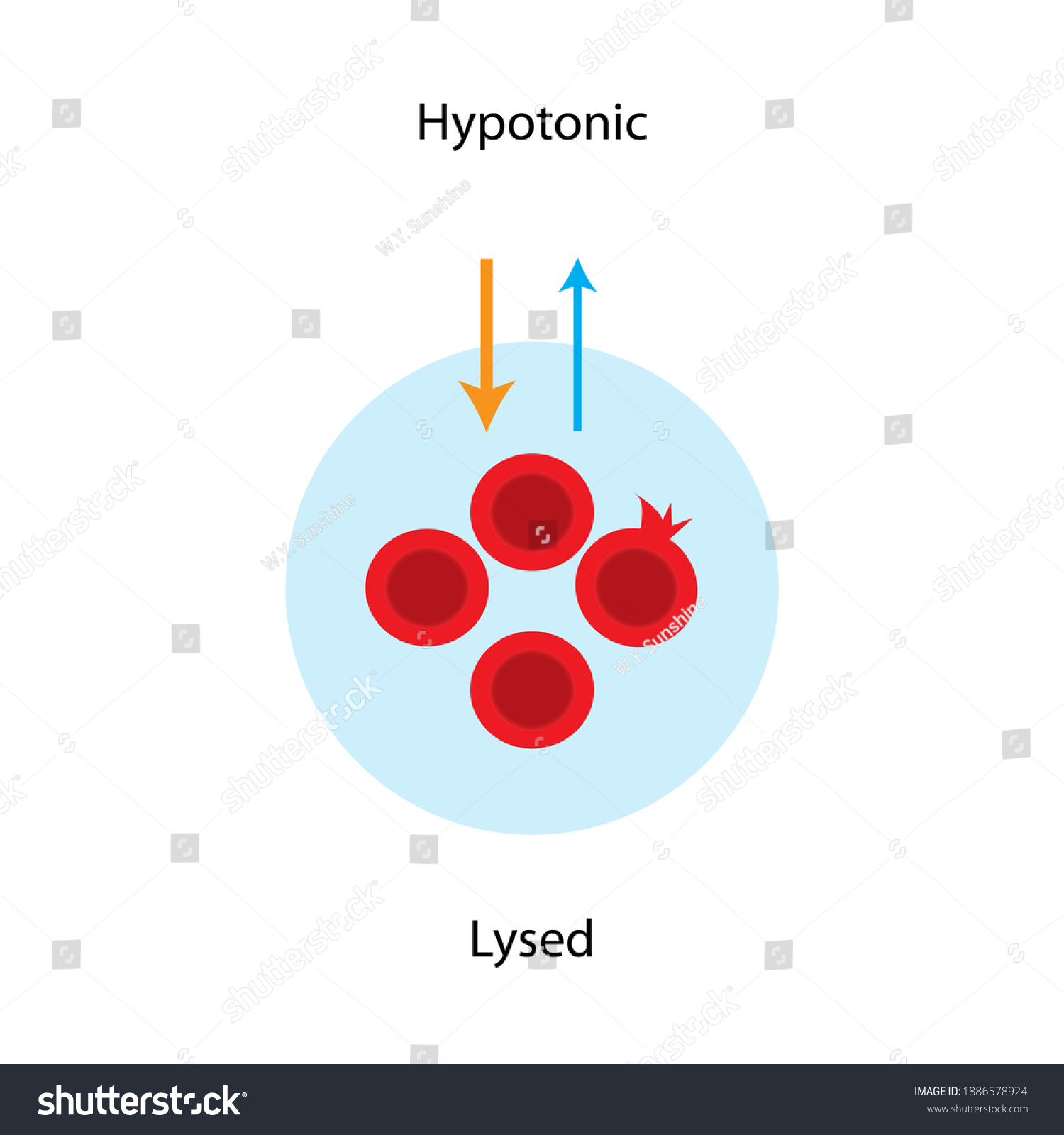 Water Diffuses Into Red Blood Cell Stock Illustration 1886578924 ...