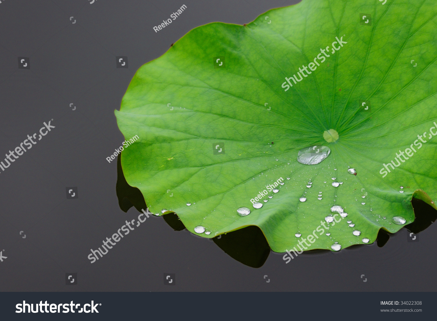 Water Droplets On Lotus Leaf Stock Photo 34022308 : Shutterstock