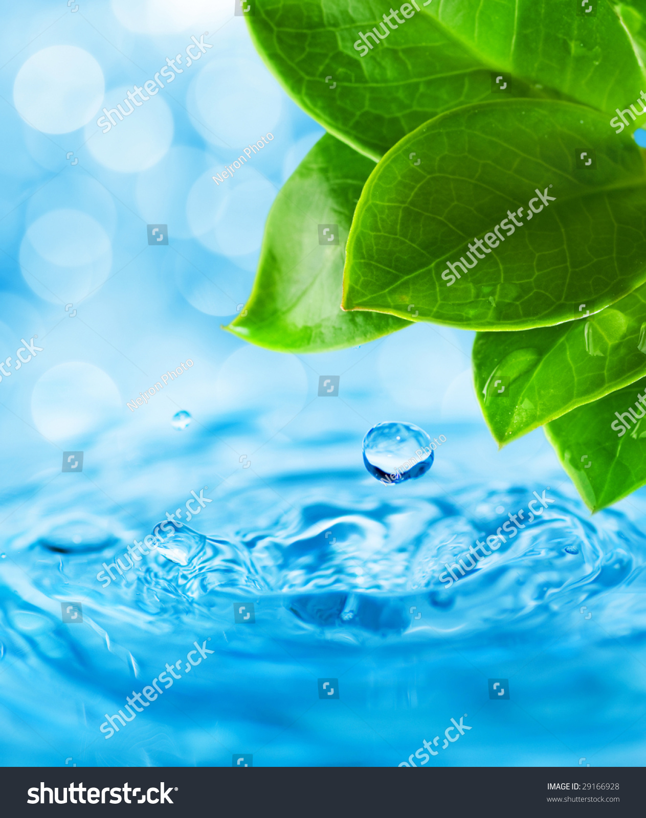 Water Drops Falling From Wet Leaf Stock Photo 29166928 : Shutterstock