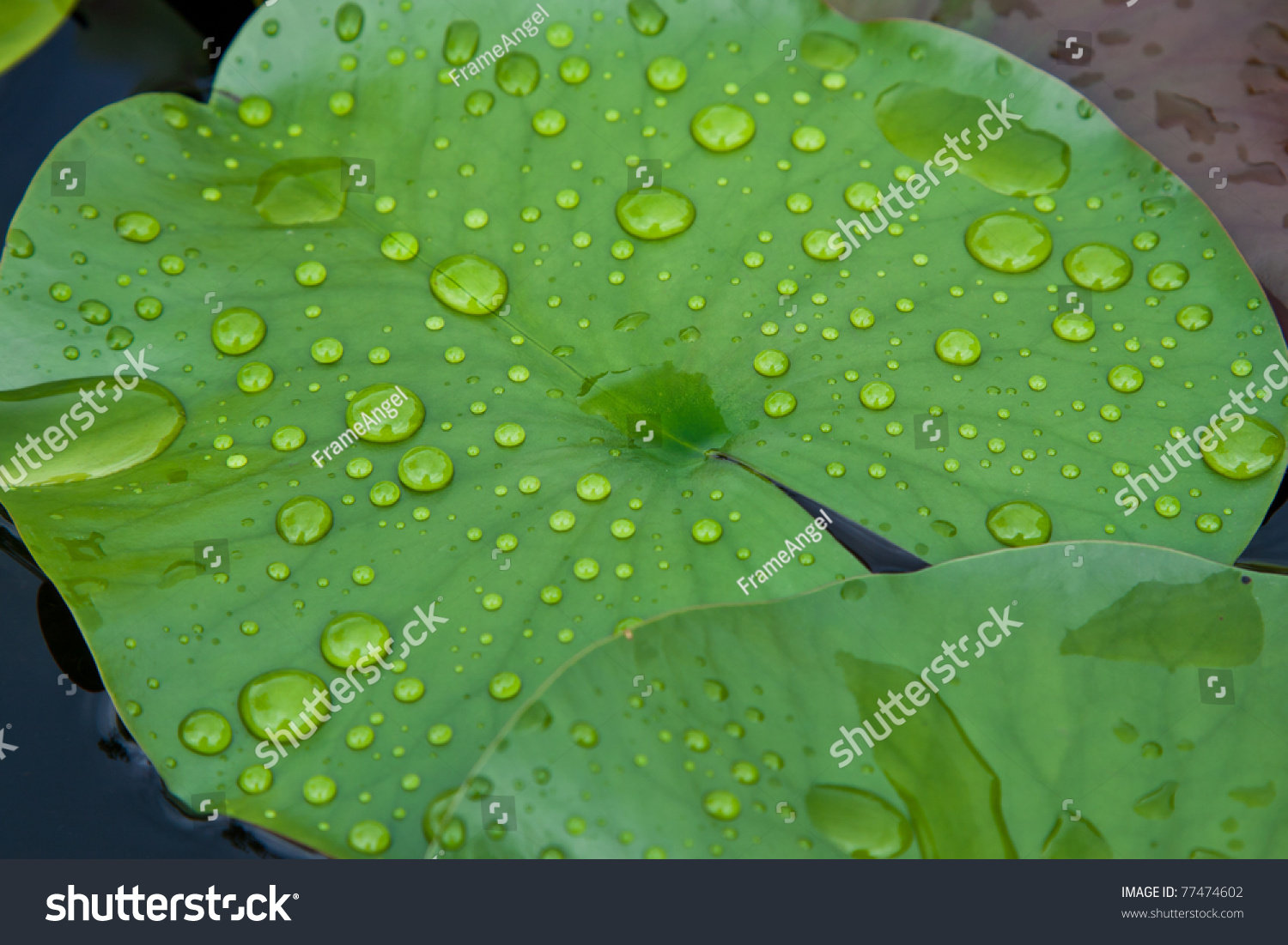 Water Drops On Leaf Lotus Stock Photo 77474602 : Shutterstock