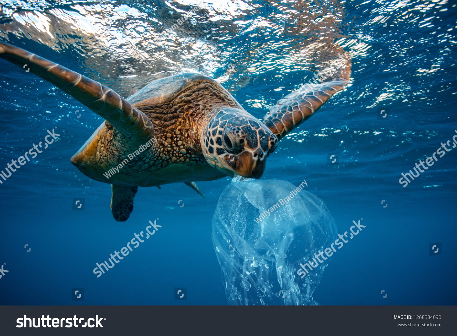 水中環境汚染問題水中動物ウミガメ食べプラスチック の写真素材 今すぐ編集