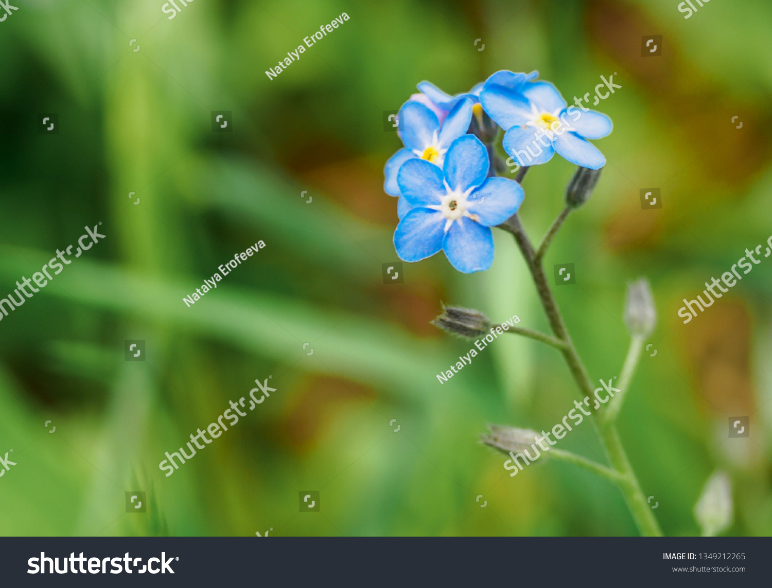 Water Forgetmenot Myosotis Scorpioides Myosotis Palustris Stock Photo Edit Now