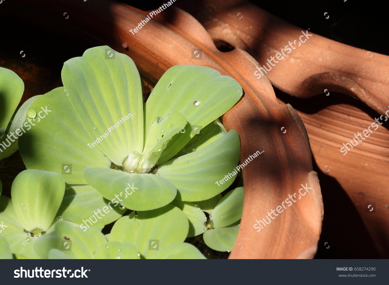 Water Lettuces Vase Garden Zone Stock Photo Edit Now 658274290