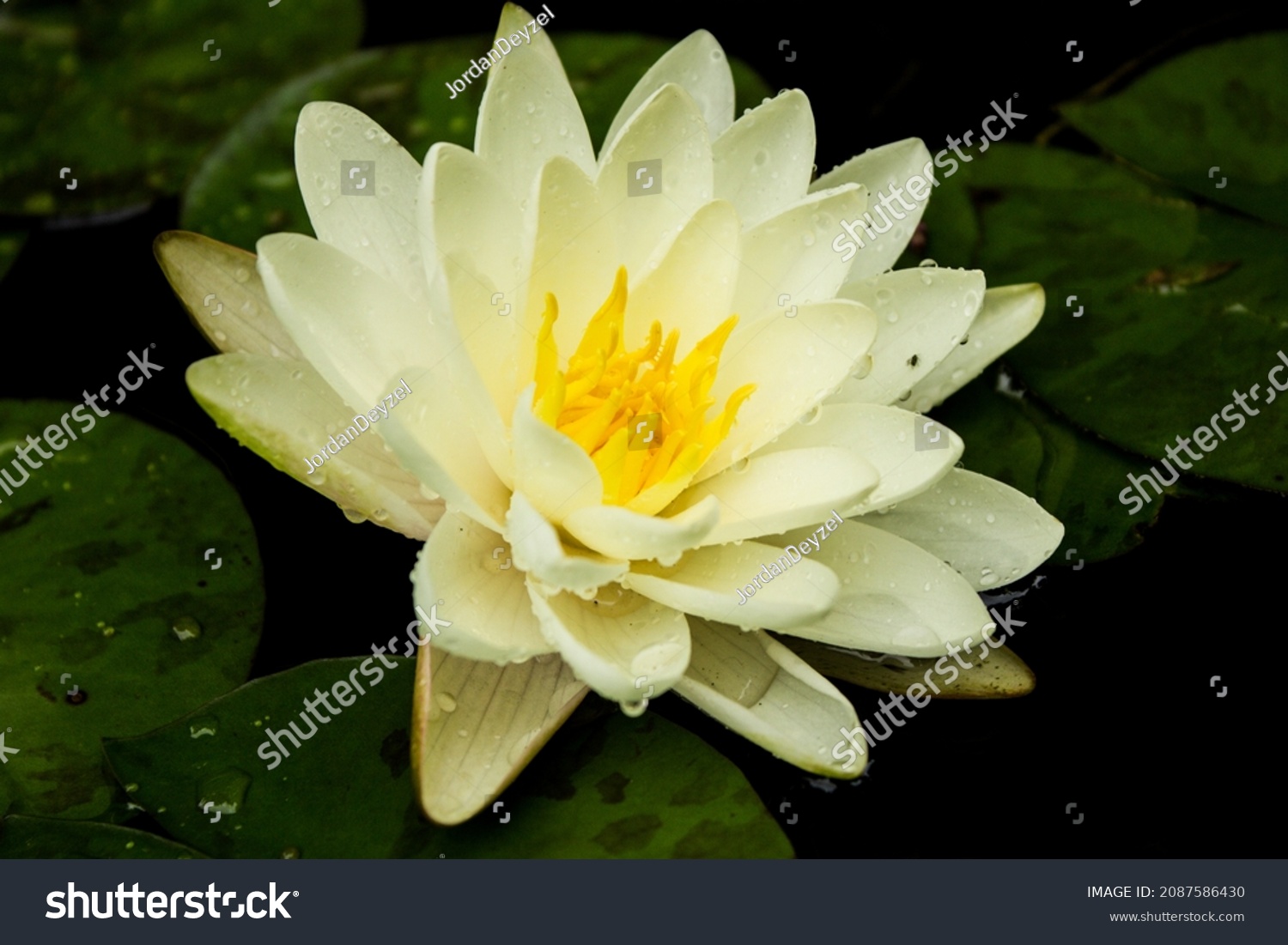 48 Lili jordan Images, Stock Photos & Vectors | Shutterstock