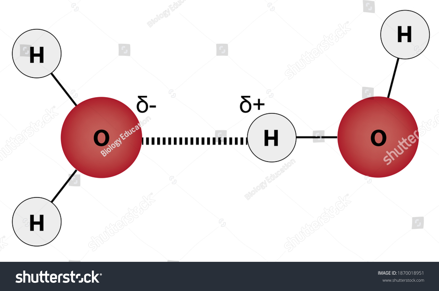 Water Molecules Joined By Hydrogen Bond Stock Illustration 1870018951 Shutterstock 6535