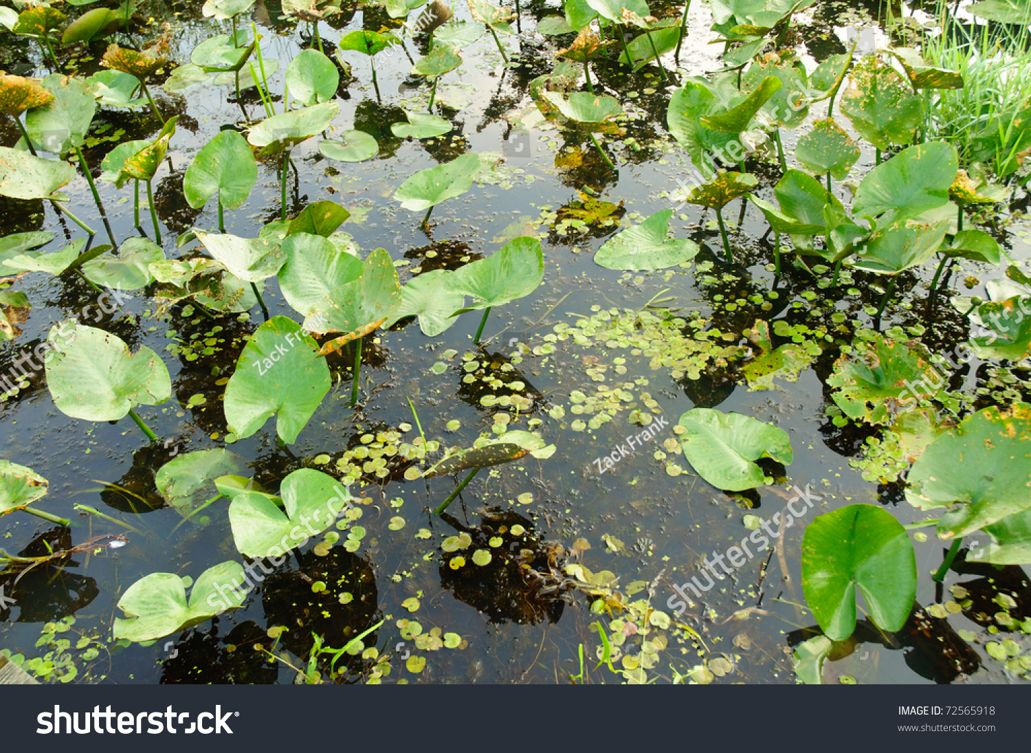 Water Plants Growing In A Swamp Stock Photo 72565918 : Shutterstock