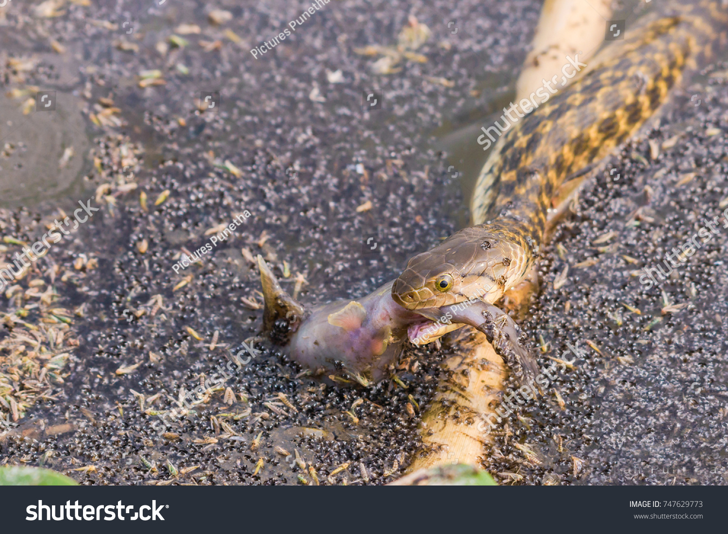 Water Snake Catch Big Fish Meal Stock Photo Edit Now