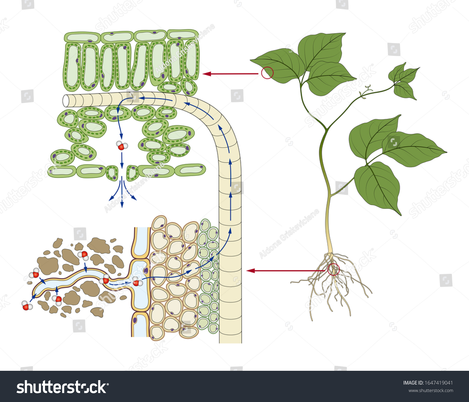 57,609 Transport water plants Images, Stock Photos & Vectors | Shutterstock