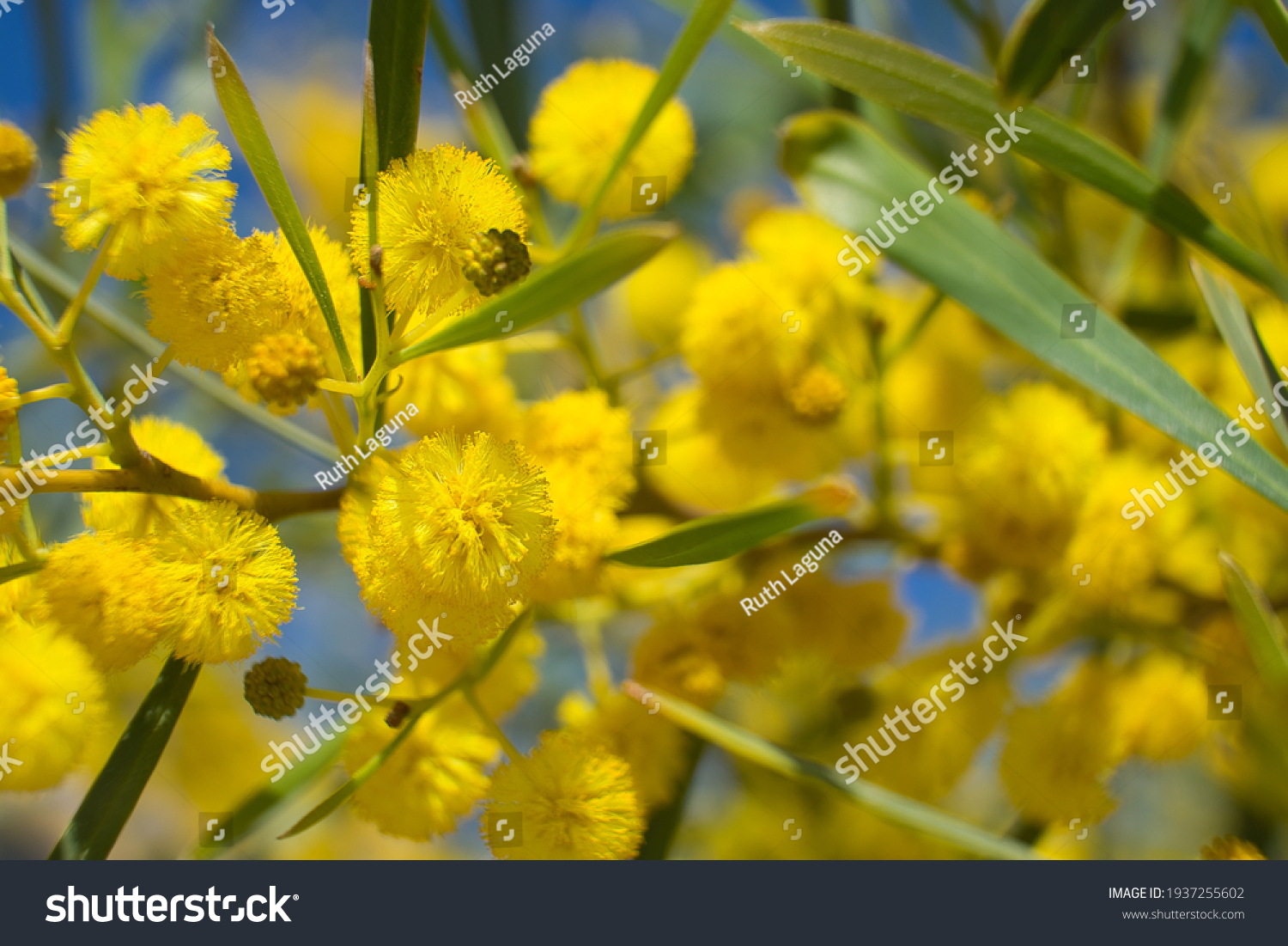 Water Wattle Species Acacias Known Swamp Stock Photo Edit Now 1937255602