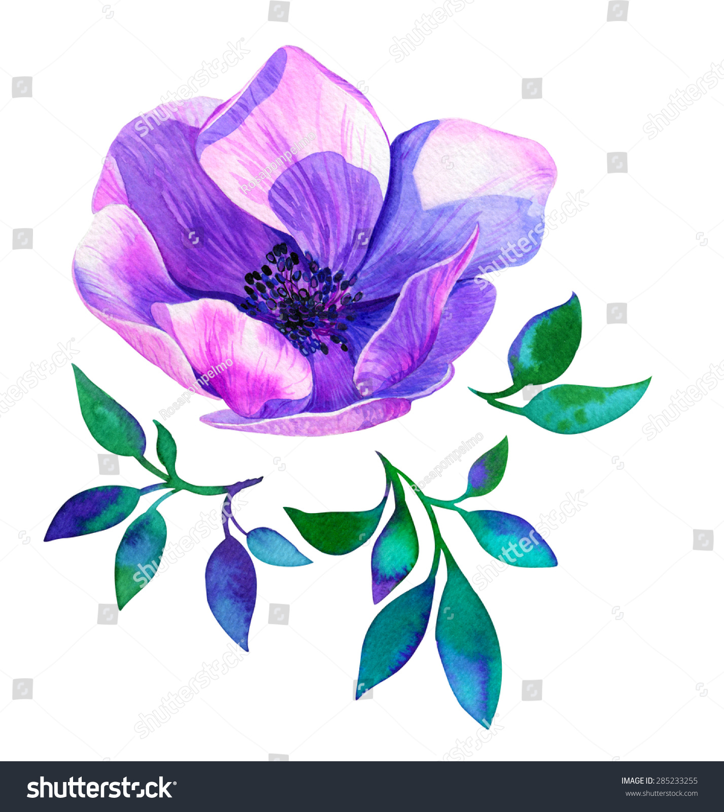 Watercolor Anemone Flowers Illustration Detailed Botanical Stock ...