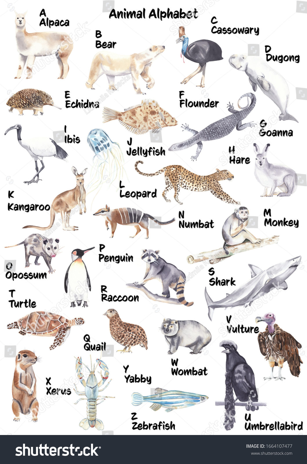 Watercolor Animal Alphabet Sea Animals Stock Illustration 1664107477