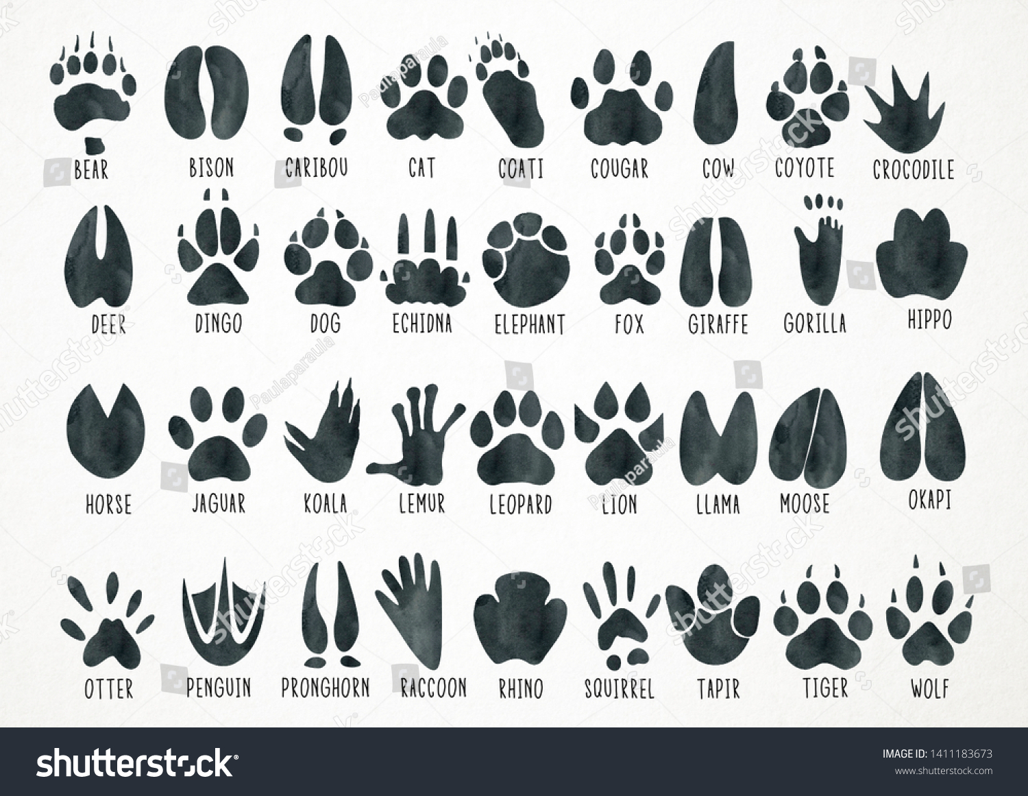 watercolor-animal-footprint-illustration-animals-footprint