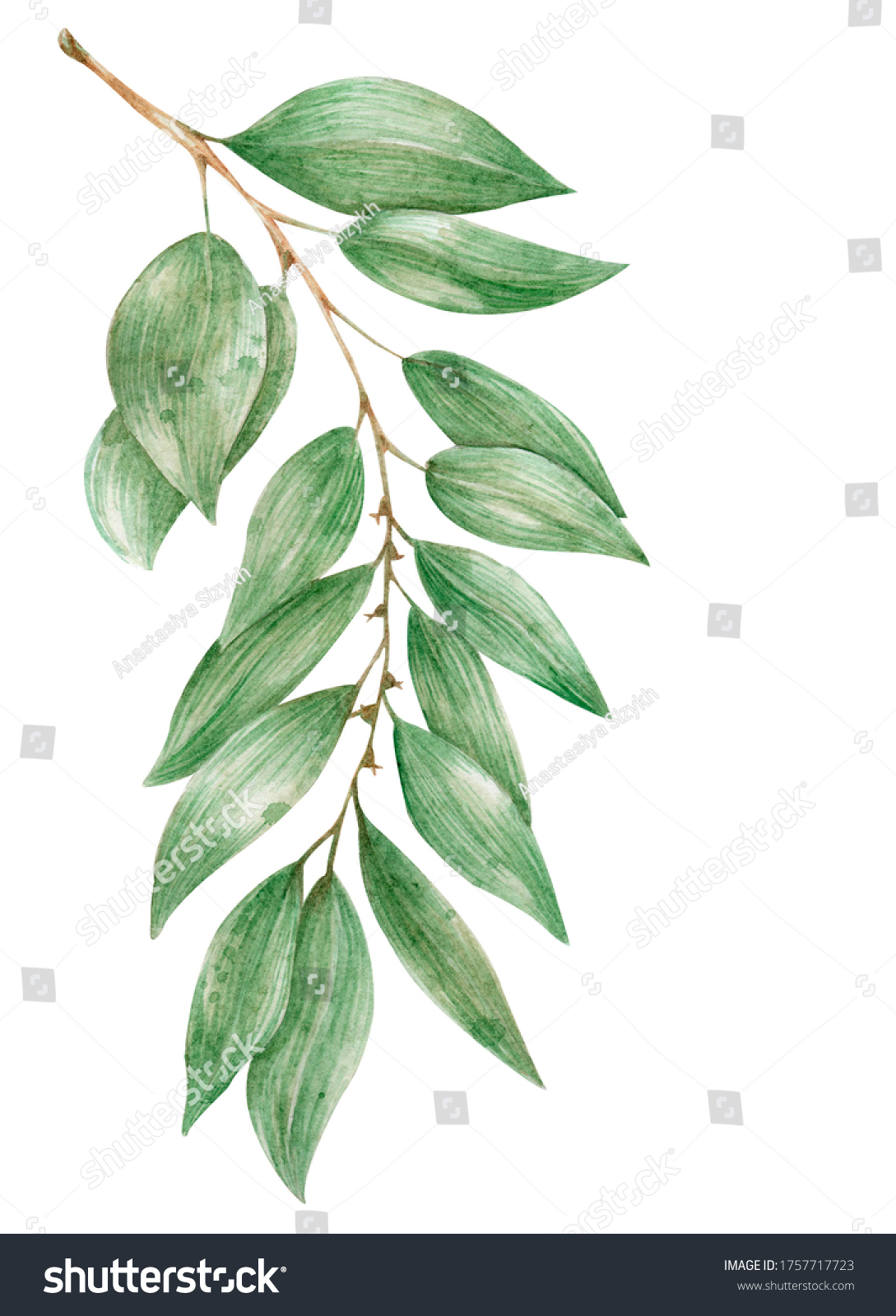 Watercolor Bay Leaf Hand Drawing Botanical Stock Illustration 1757717723