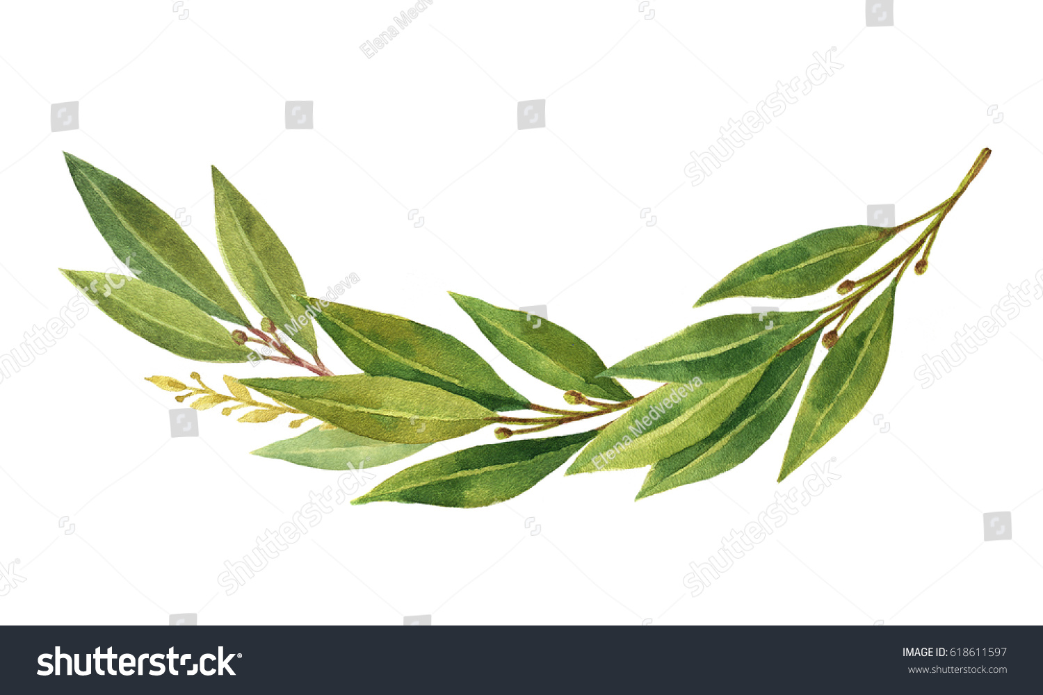 Watercolor Bay Leaf Wreath Isolated On Stock Illustration 618611597