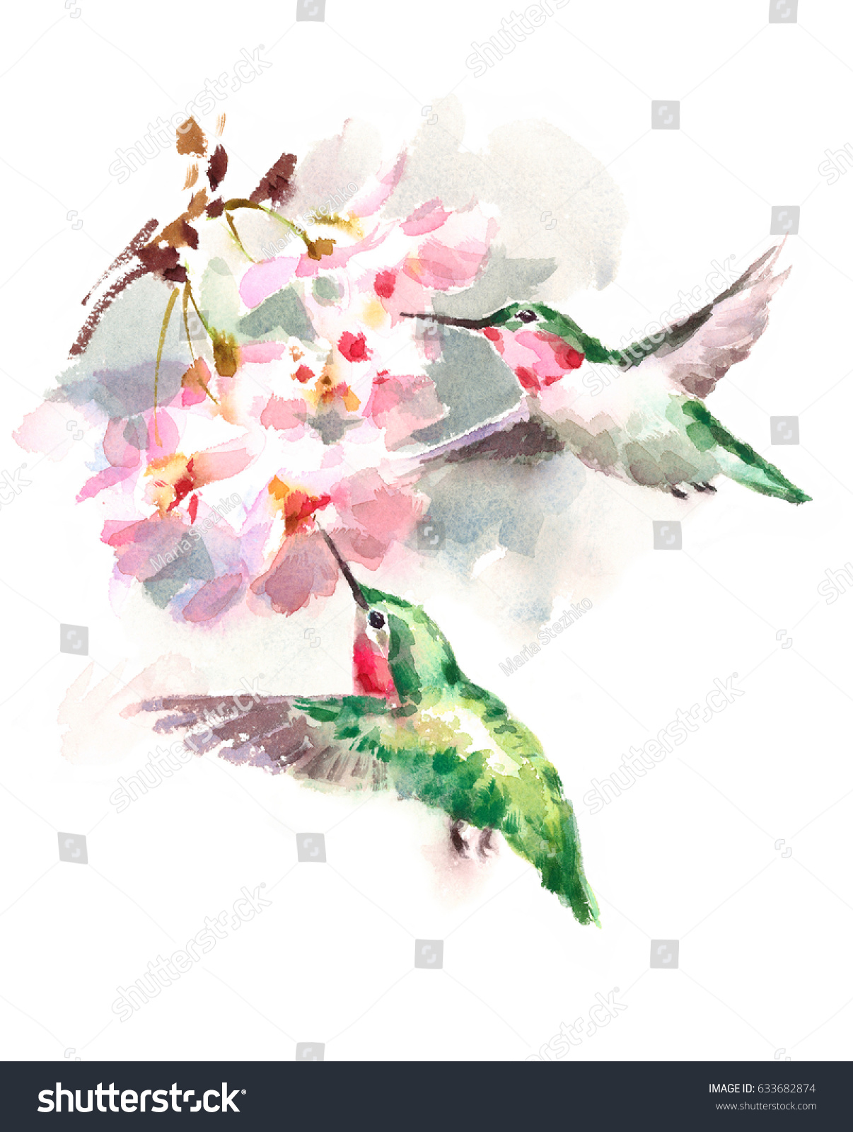 白い背景に水彩の鳥桜の周りを飛ぶハチドリ花手描きの夏の庭のイラスト のイラスト素材