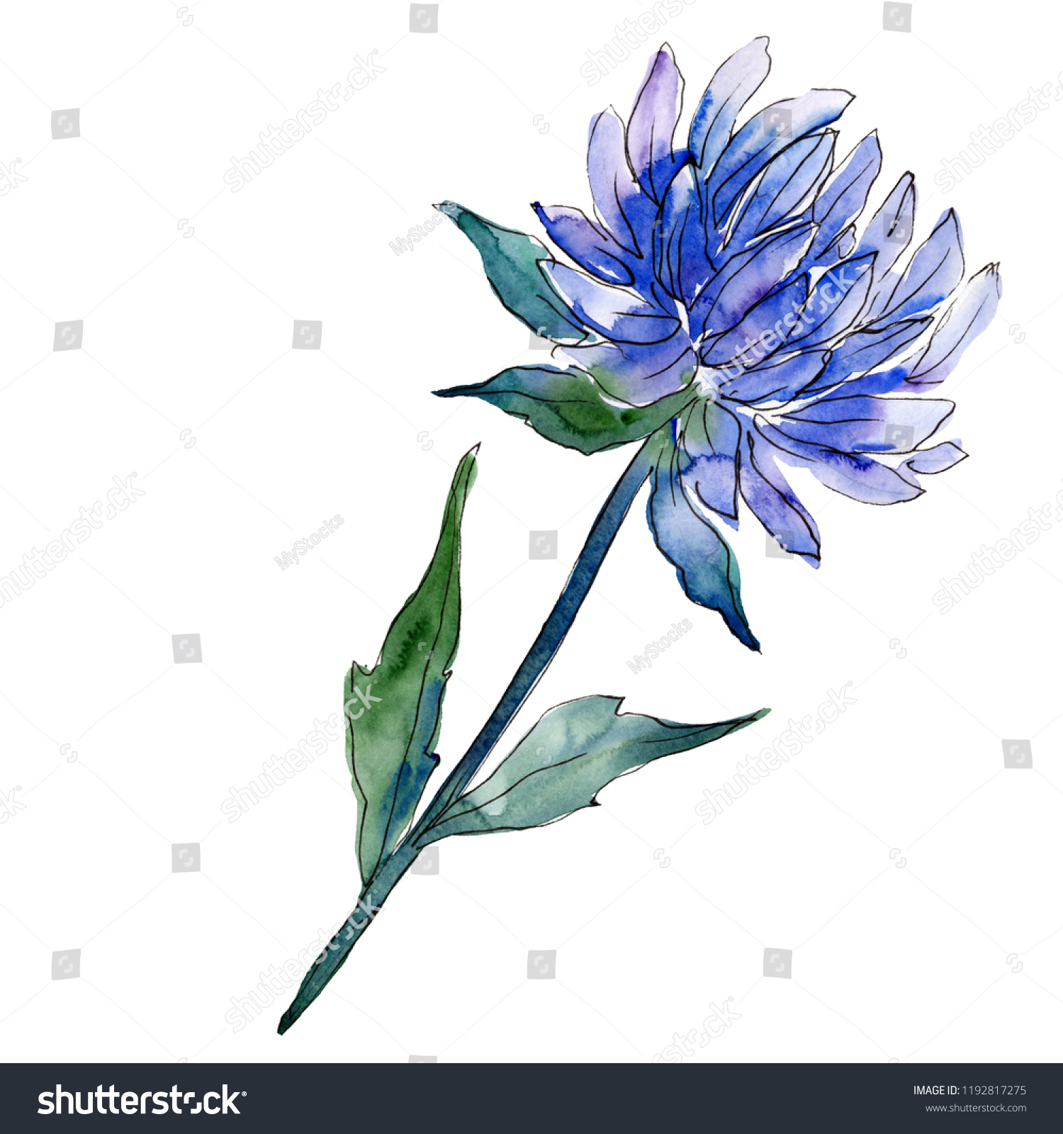 Watercolor Blue Aster Flower Floral Botanical Stock Illustration 1192817275