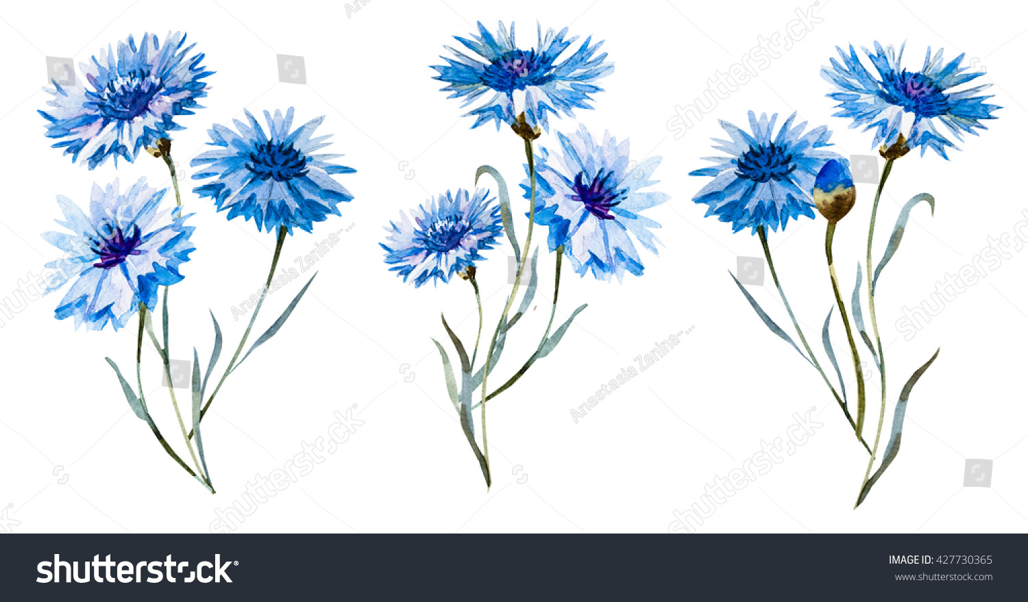 Watercolor Blue Cornflower Isolated Drawing Illustration Stock ...