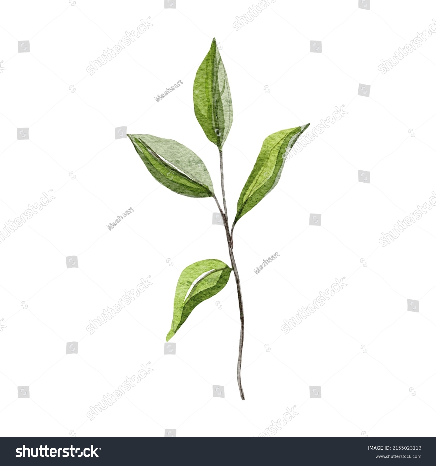 Watercolor Botanical Clipart Green Branches Shutterstock