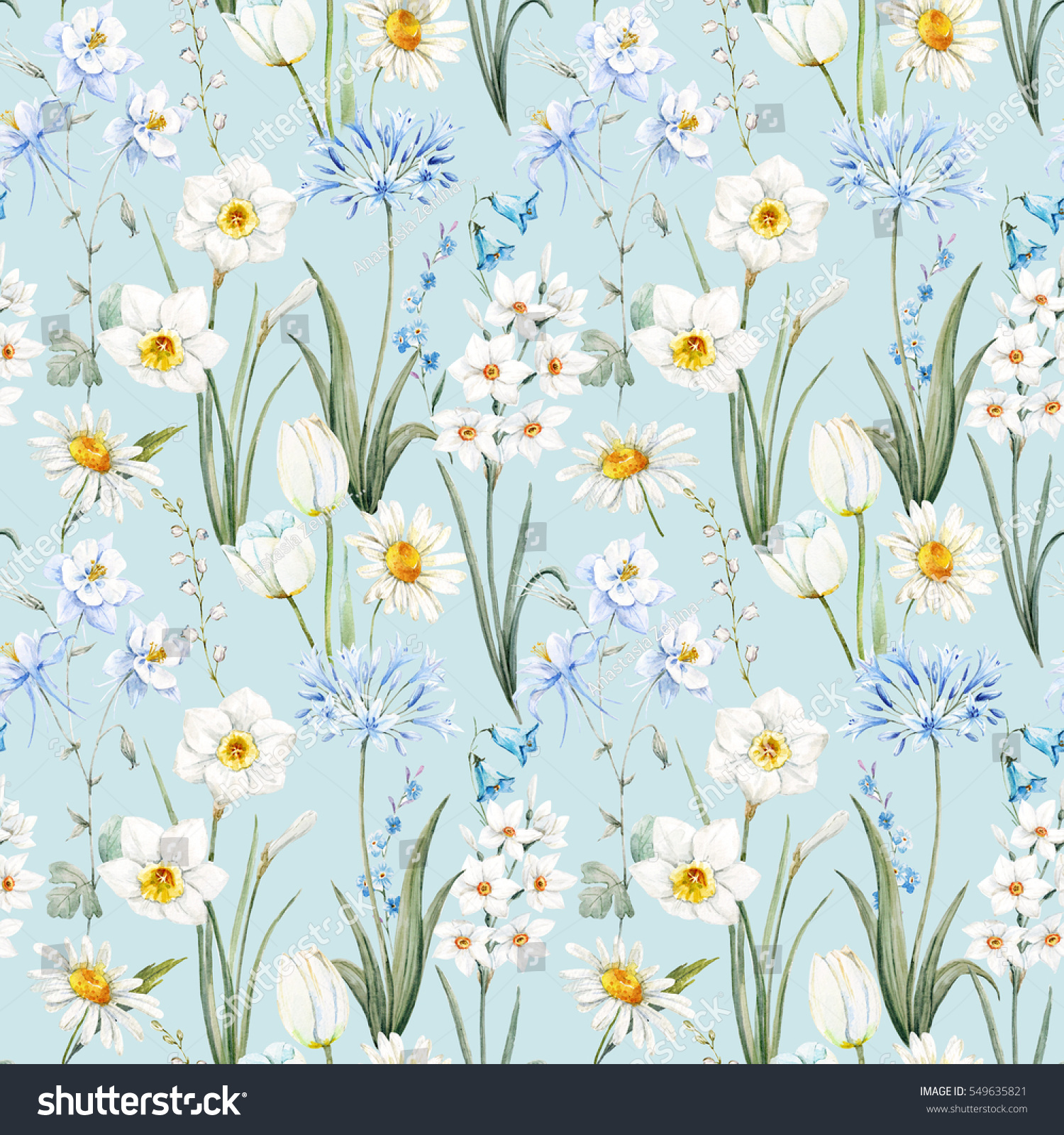 水彩植物花柄 壁紙の春 水仙の花 デイジーの白い背景に青のアキレジア 穏やかな青の背景 アガパンツス のイラスト素材