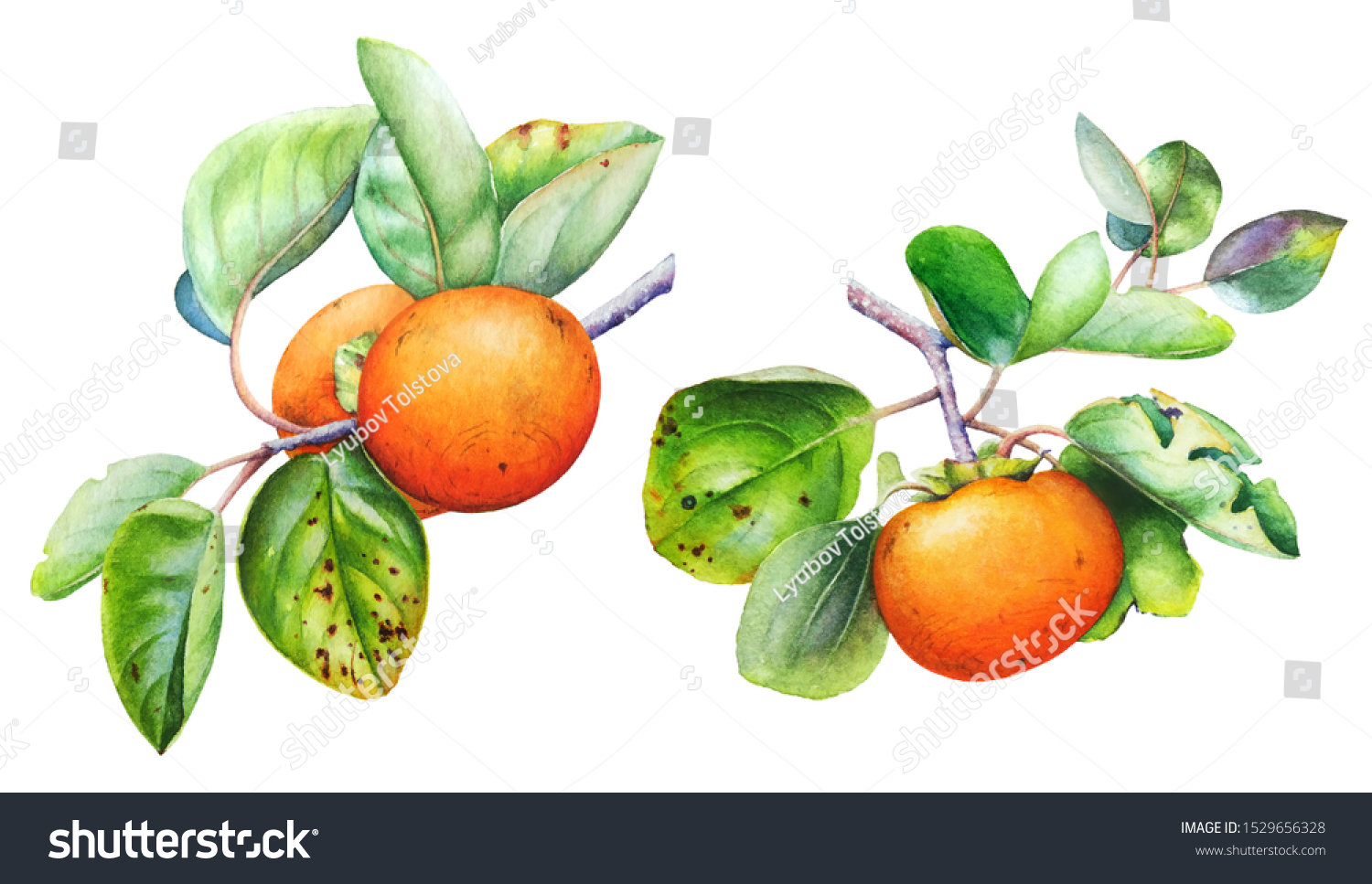 Watercolor Botanical Illustration Persimmon Tree Branch Stock ...