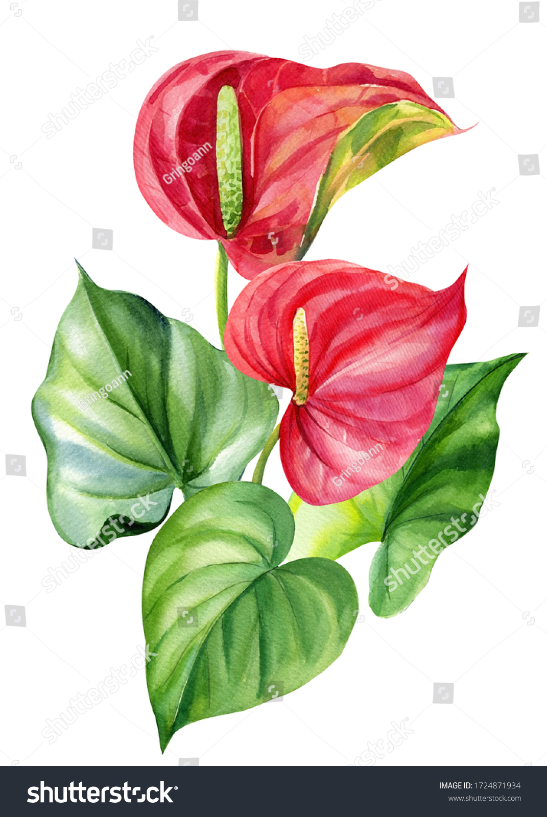 Watercolor Bouquet Flowers Anthuriums On Isolated Stock Illustration