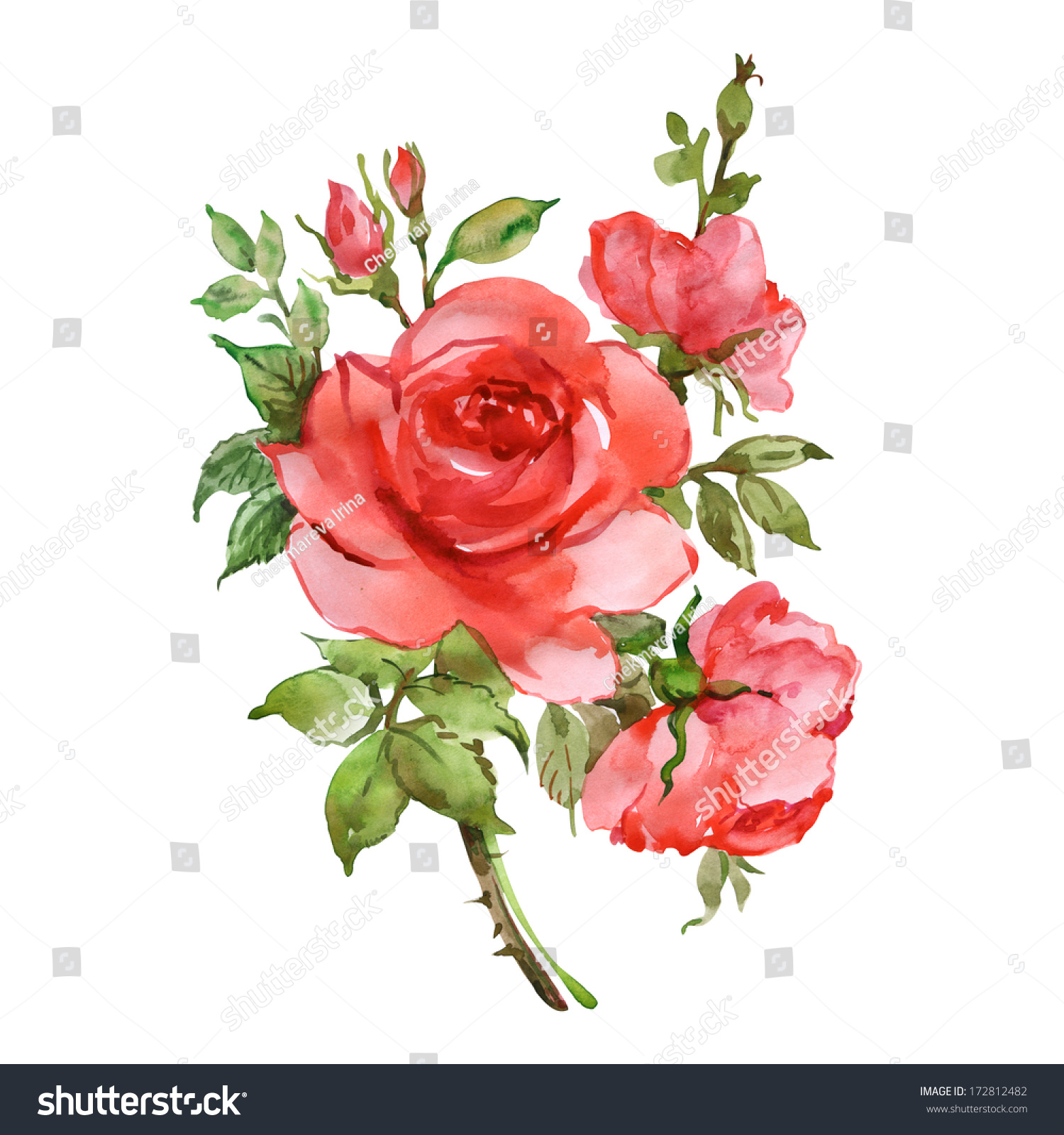 Watercolor Bouquet Red Roses Stock Illustration 172812482