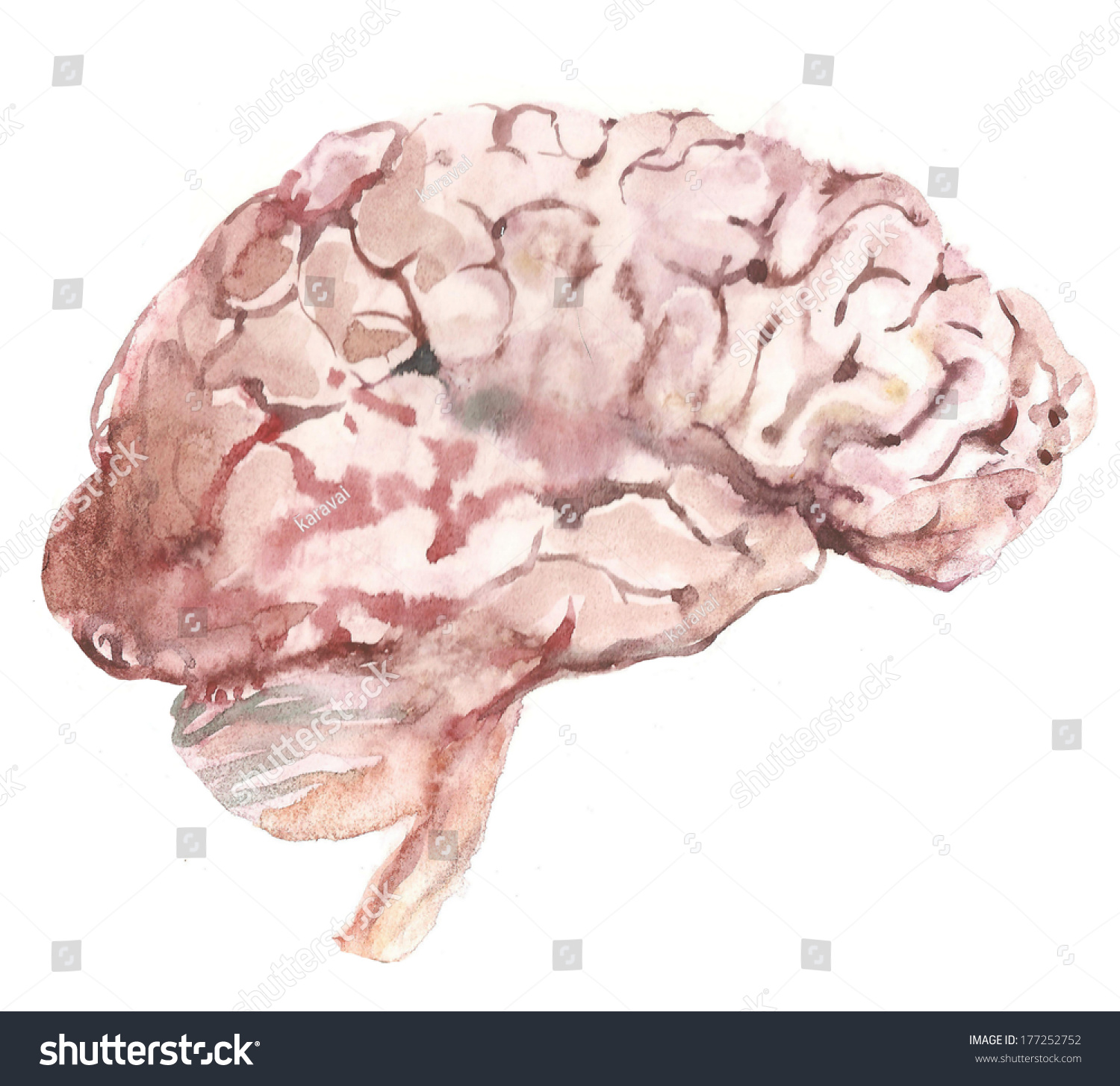 Watercolor Brains Illustration Stock Illustration 177252752 - Shutterstock