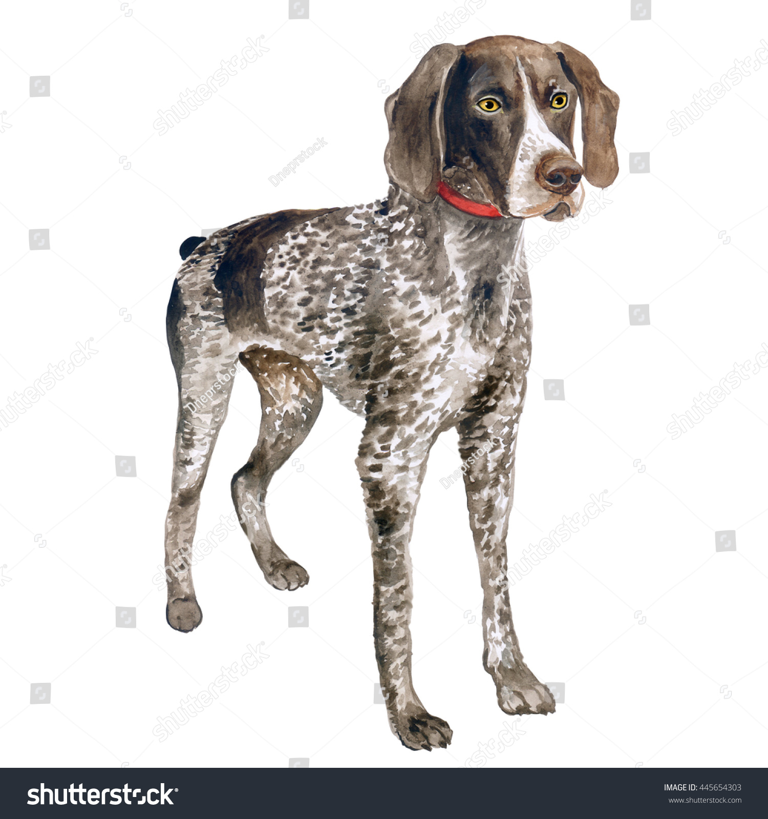 Watercolor Close Portrait Cute German Shorthaired Stock